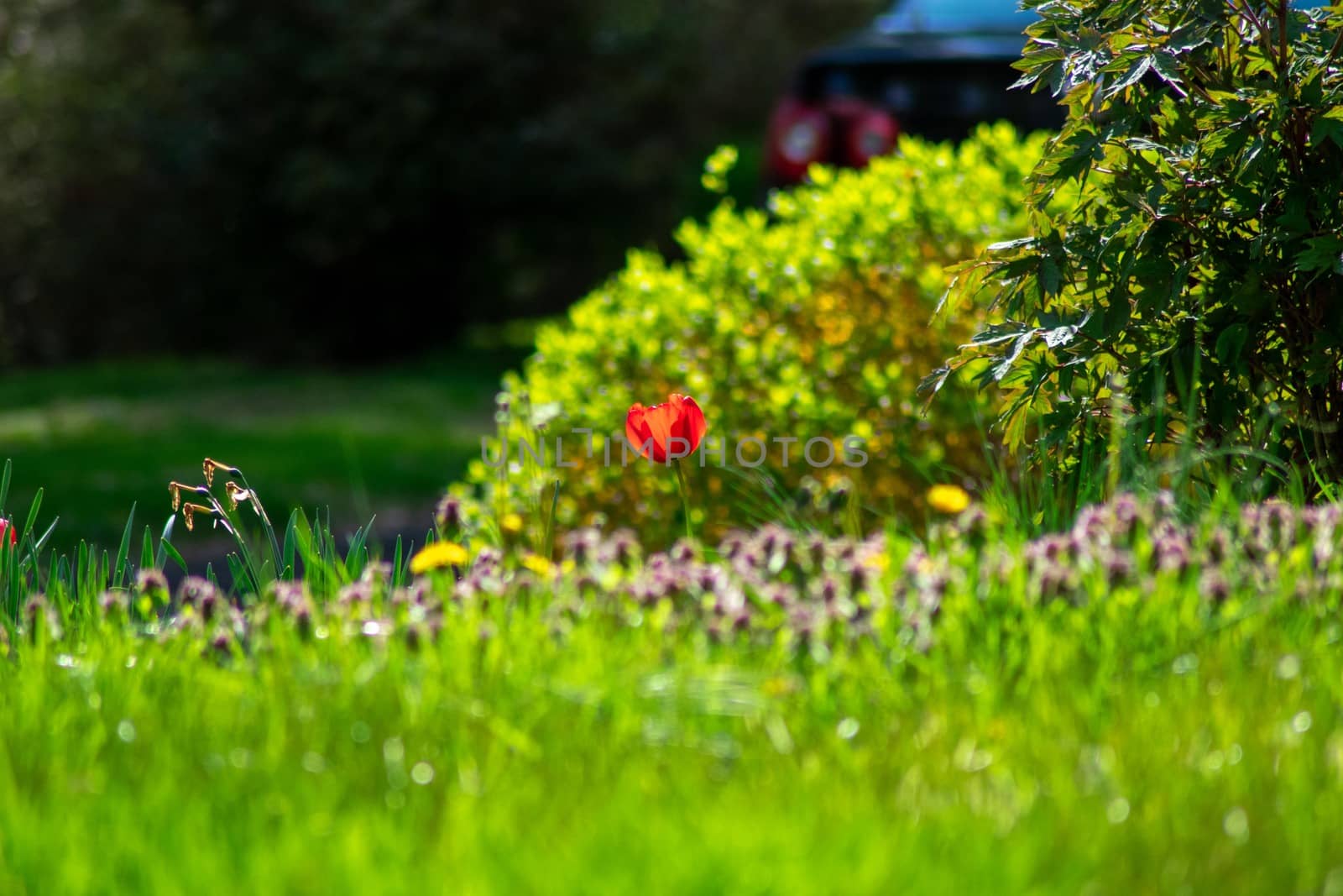 A Lone Red Tulip Standing Tall in a Field of Grass