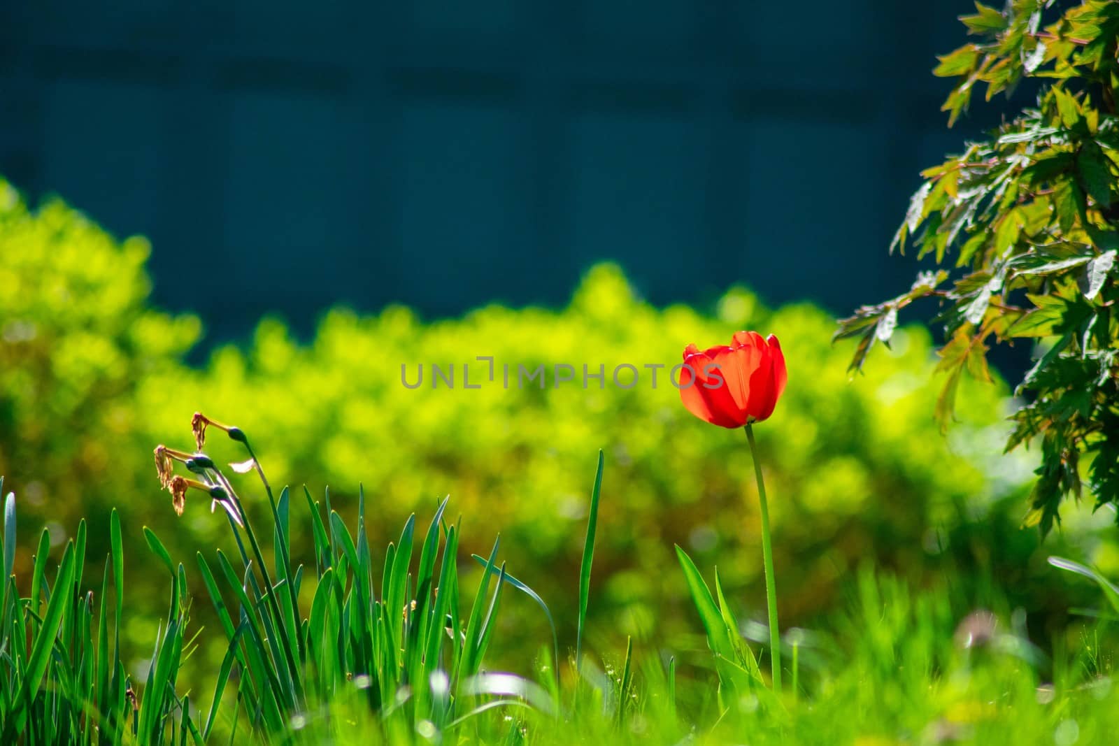 A Single Red Tulip Standing Tall in a Field of Grass by bju12290