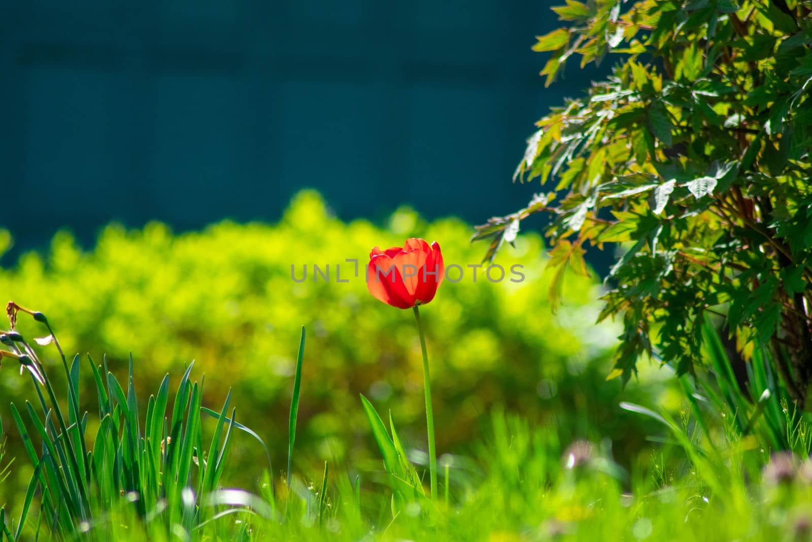 A Lone Red Tulip Standing Tall in a Field of Grass