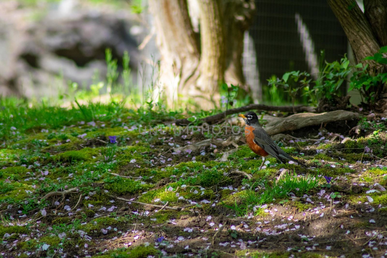 A Robin Standing in a Shaded Area Under a Tree by bju12290