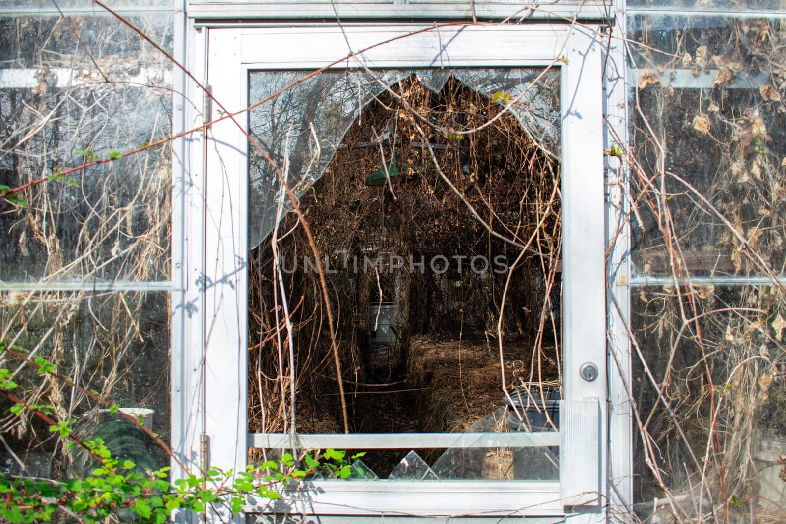 Looking Through a Broken Glass Door Into an Abandoned Greenhouse Full of Dead Vines and Plants