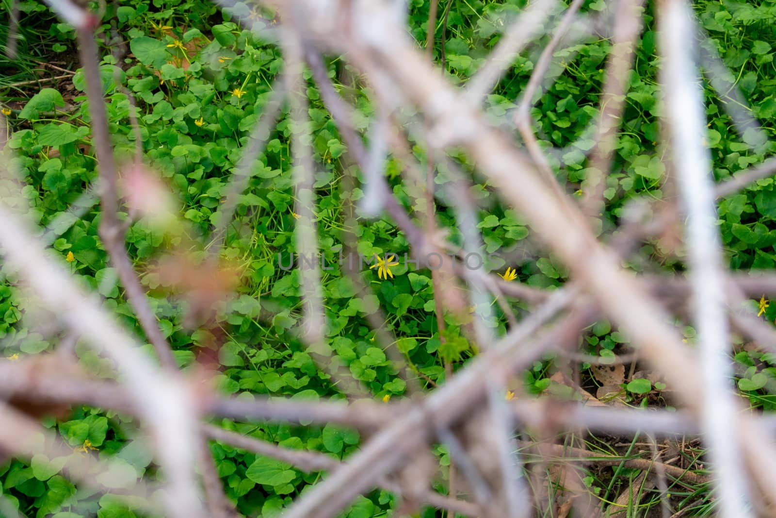 Looking Through Twigs at a Single Yellow Flower in the Center of by bju12290