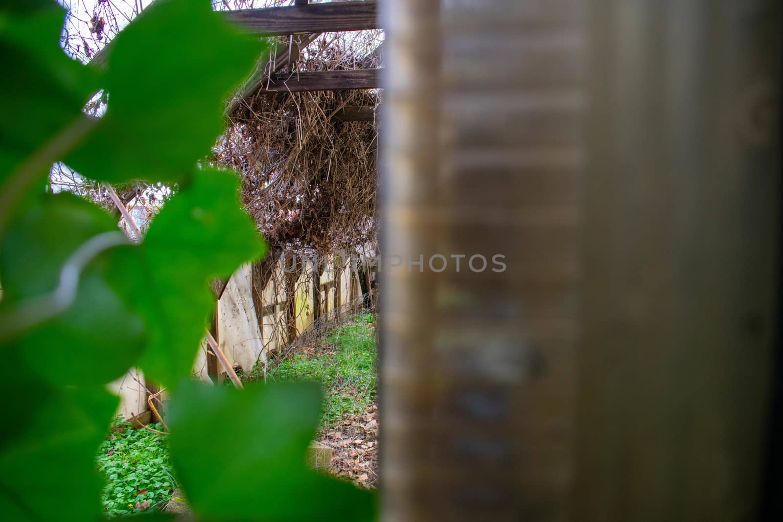 Looking Through a Crack in a Door With Ivy On the Side Inside an Abandoned Greenhouse