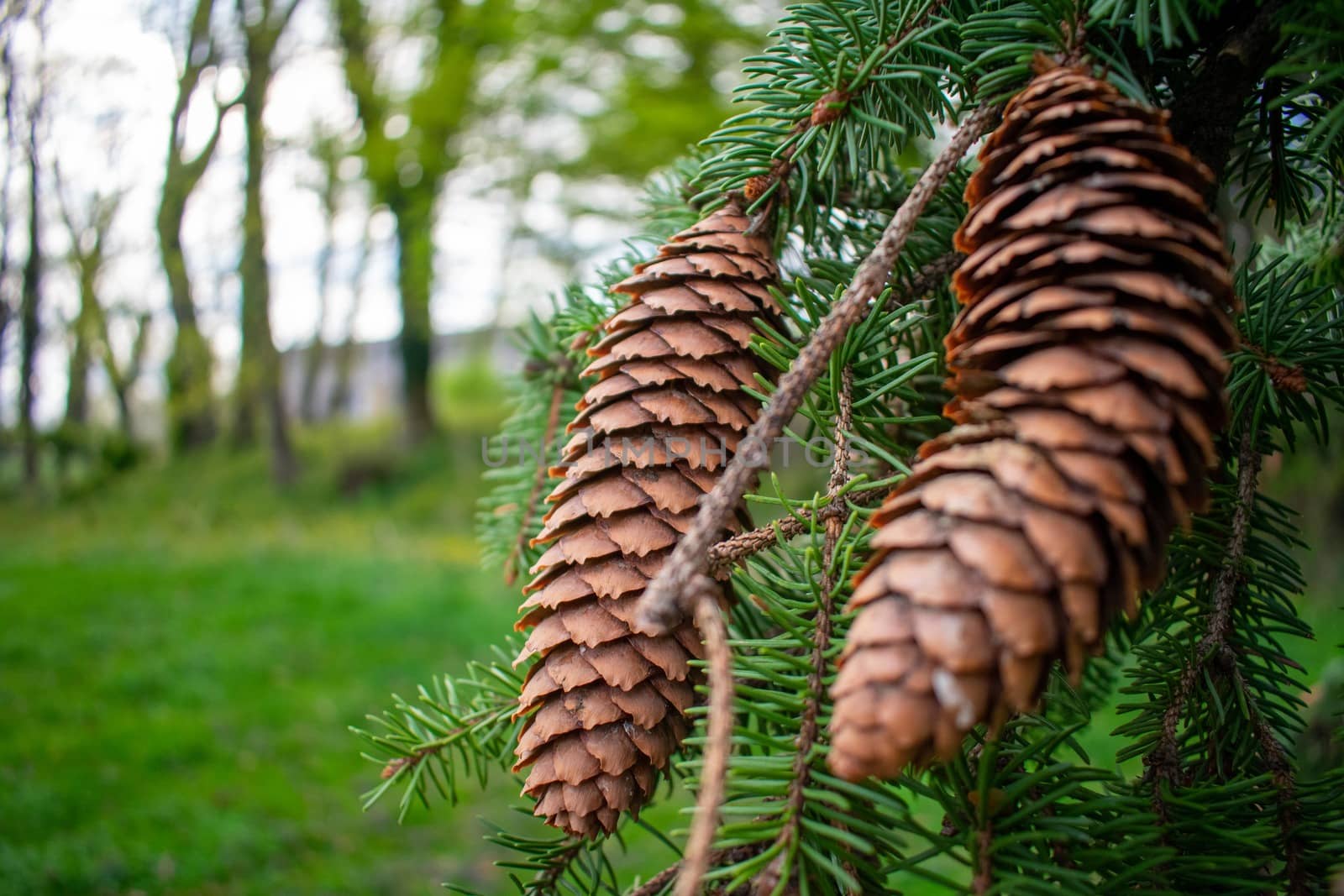 Pinecones Hanging From the Branch of a Pine Tree by bju12290