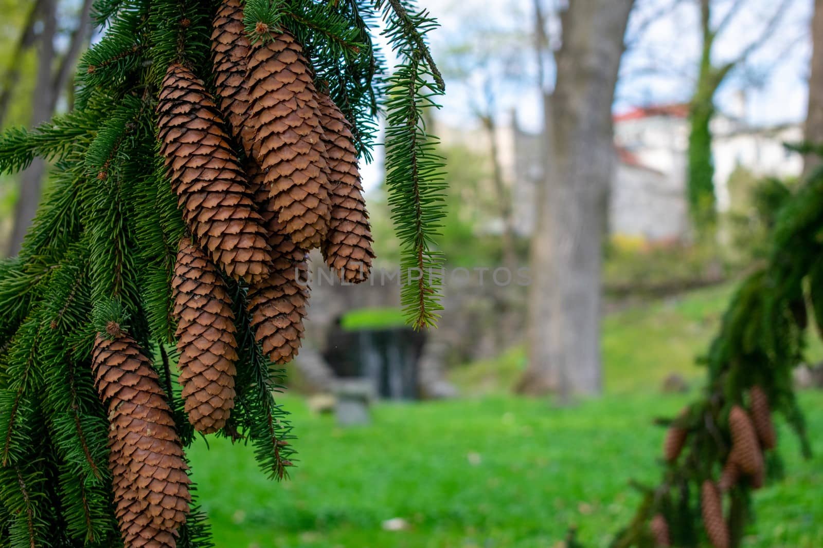 Pinecones Hanging From the Branch of a Pine Tree by bju12290