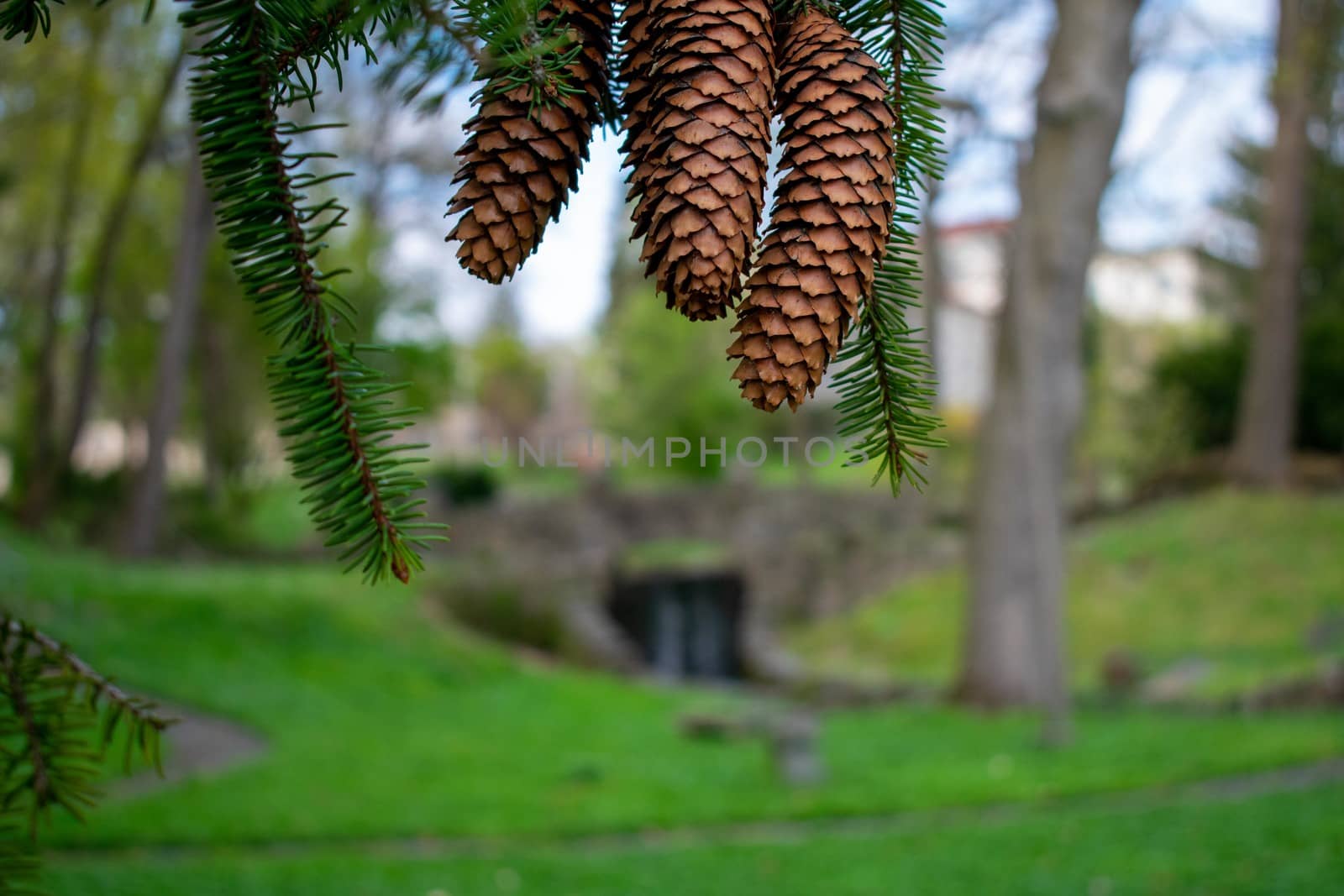 Pinecones Hanging From the Branch of a Pine Tree by bju12290