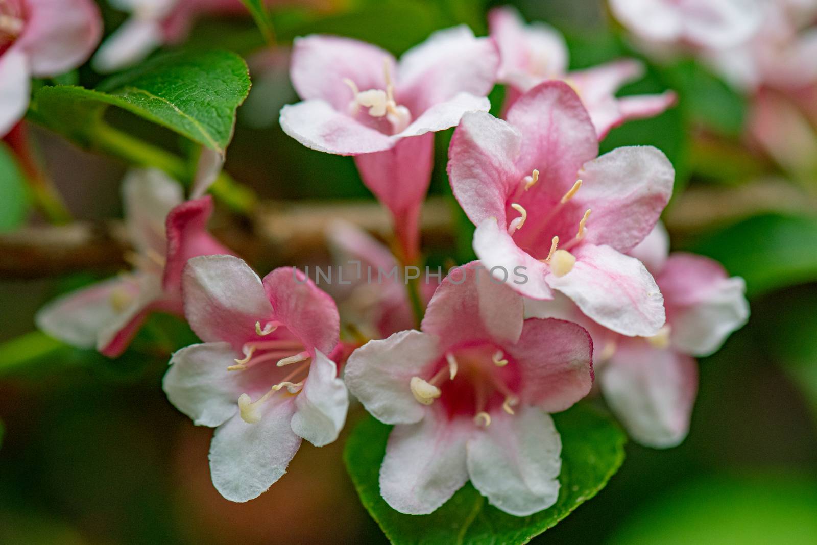 Close-up of branches bushes of blossoming in the park. Spring background with flowering bushes.