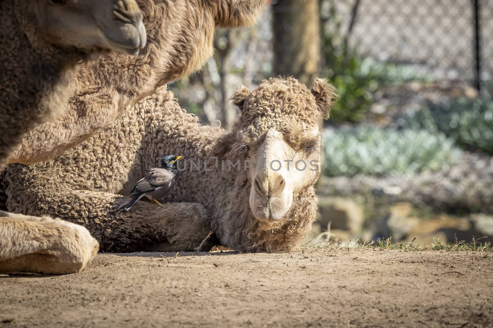A small bird sitting on the leg of a brown Camel