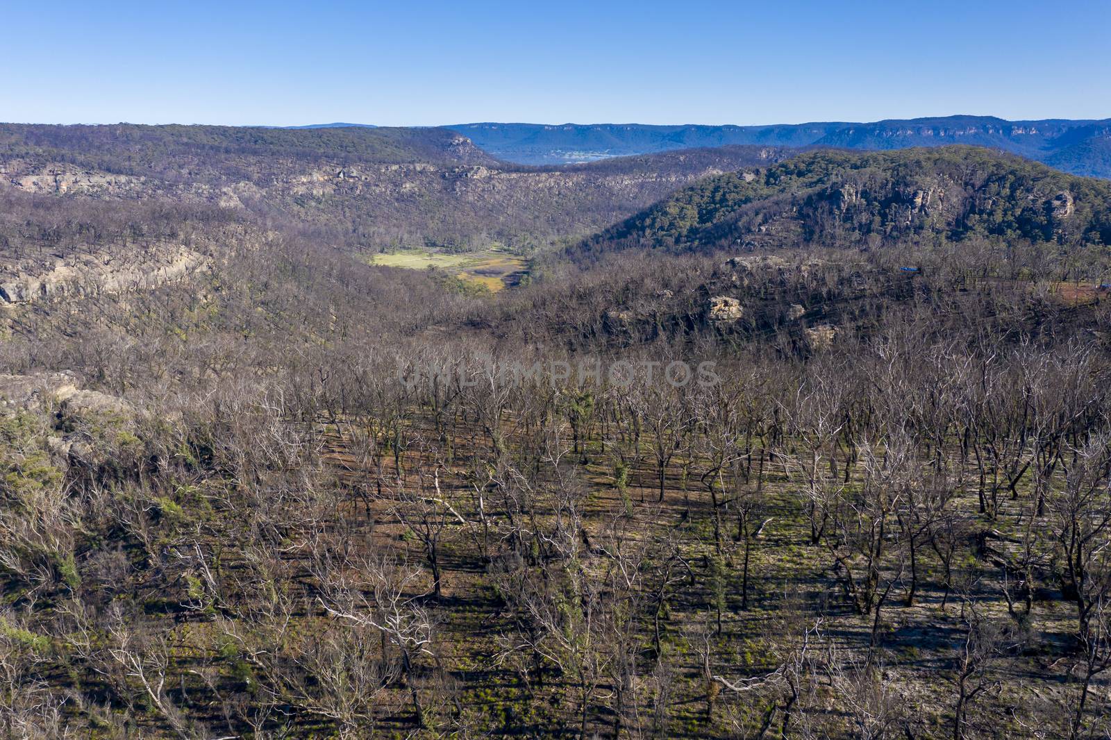 Aerial view of forest regeneration after bushfires in The Blue Mountains in New South Wales in Australia