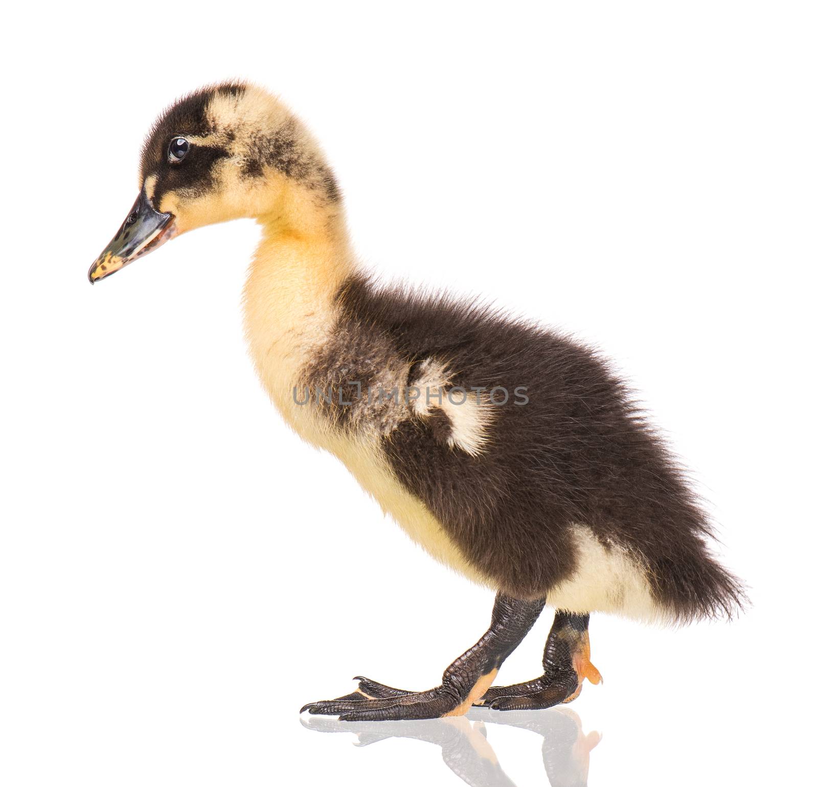 Cute little black newborn duckling isolated on white background. Newly hatched duckling on a chicken farm.