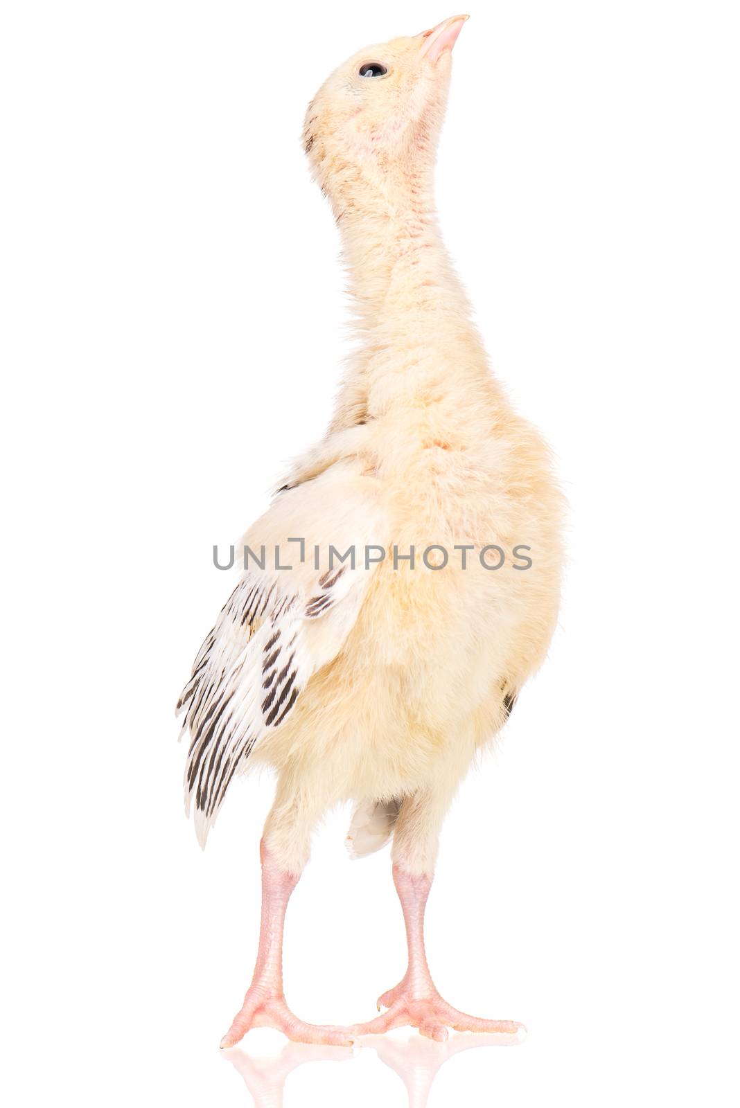 Cute little newborn chicken turkey, isolated on white background. One young nice big bird.