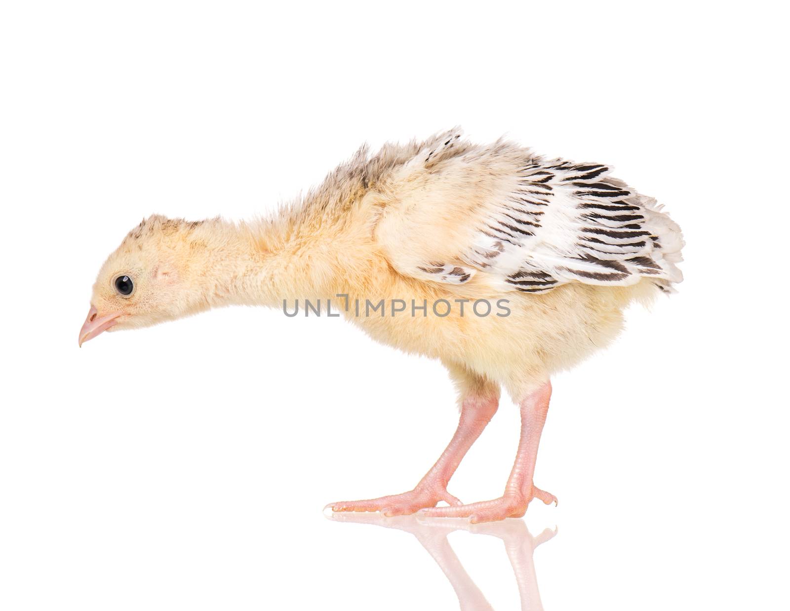 Cute little newborn chicken turkey, isolated on white background. One young nice big bird.