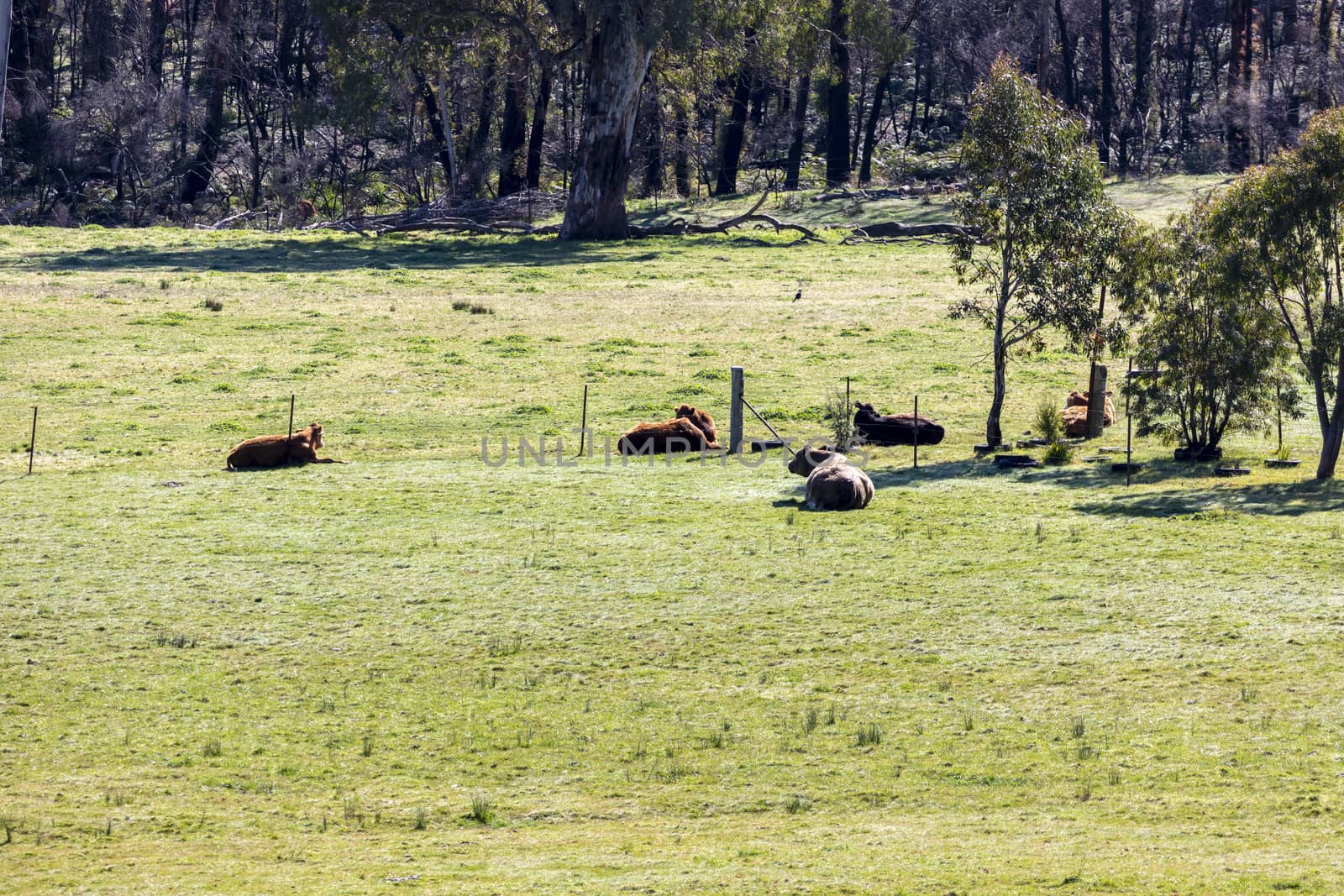 Cows grazing in a green field in regional Australia by WittkePhotos