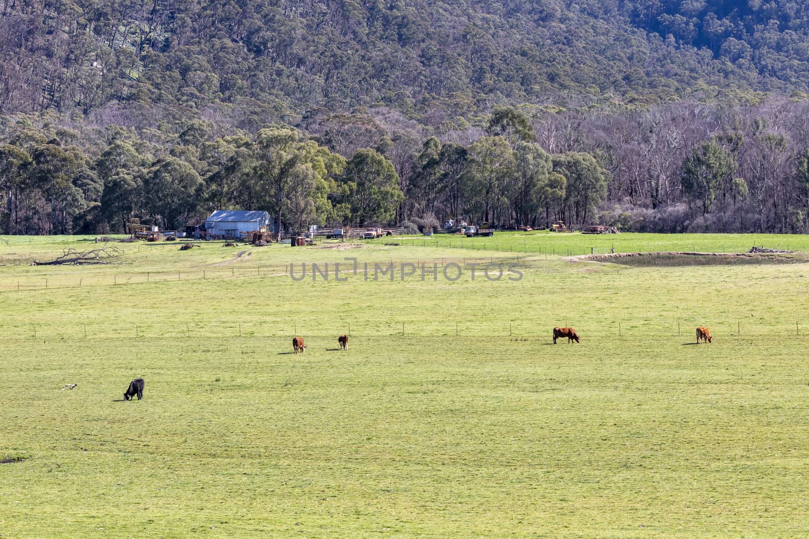 Cows grazing in a green field in The Blue Mountains in New South Wales in Australia