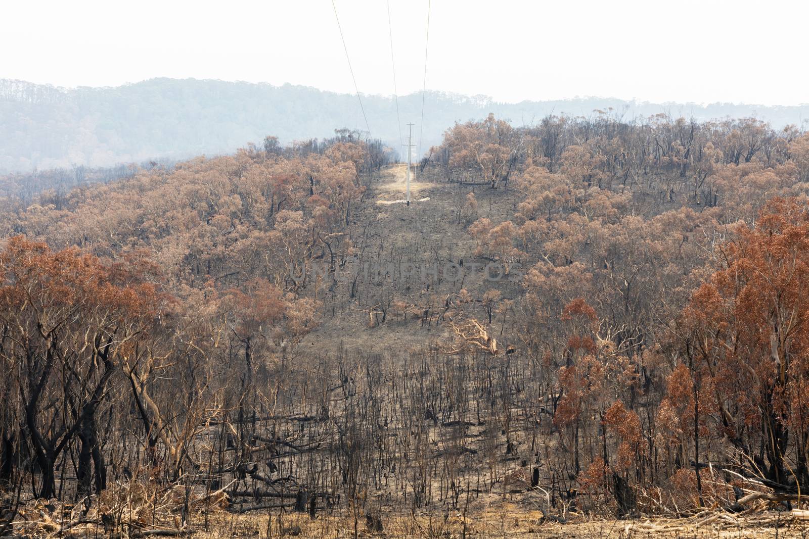 Electrical transmission lines amongst severely burnt Eucalyptus trees after a bushfire in The Blue Mountains