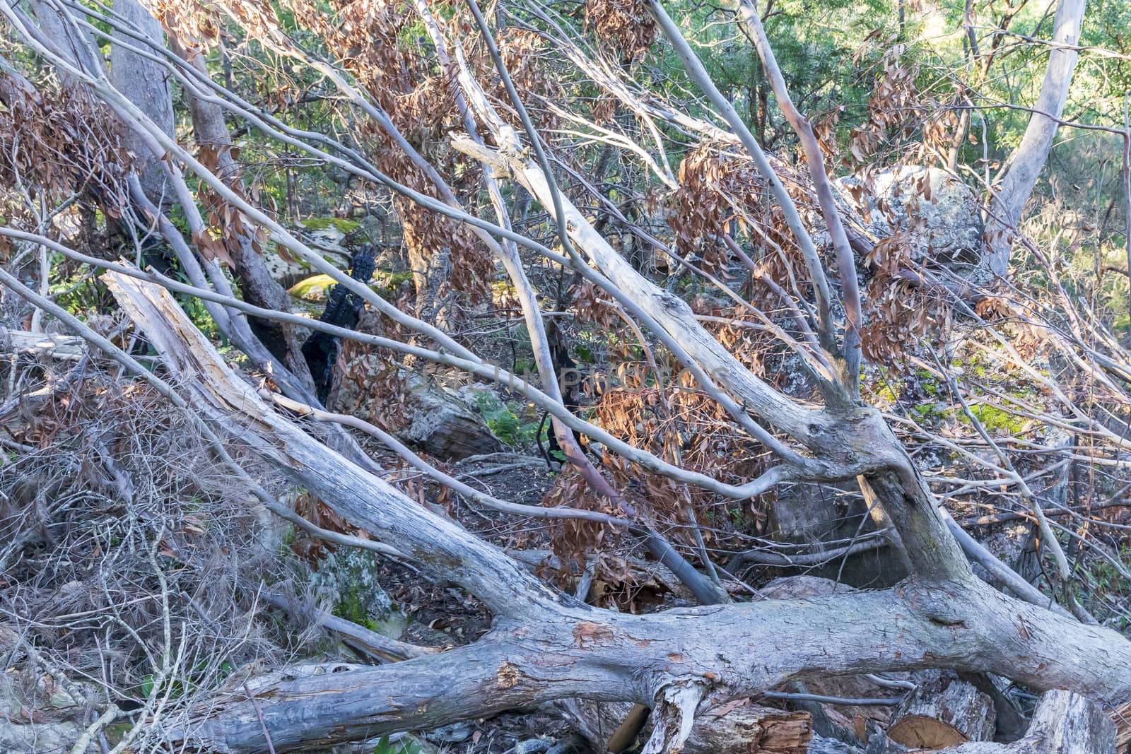 Fallen trees cut by chainsaws in regional Australia by WittkePhotos