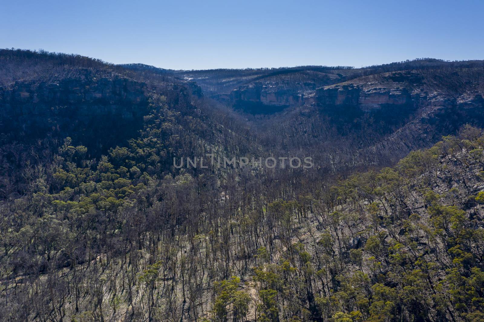 Aerial view of forest regeneration after bushfire in The Blue Mountains in regional New South Wales in Australia
