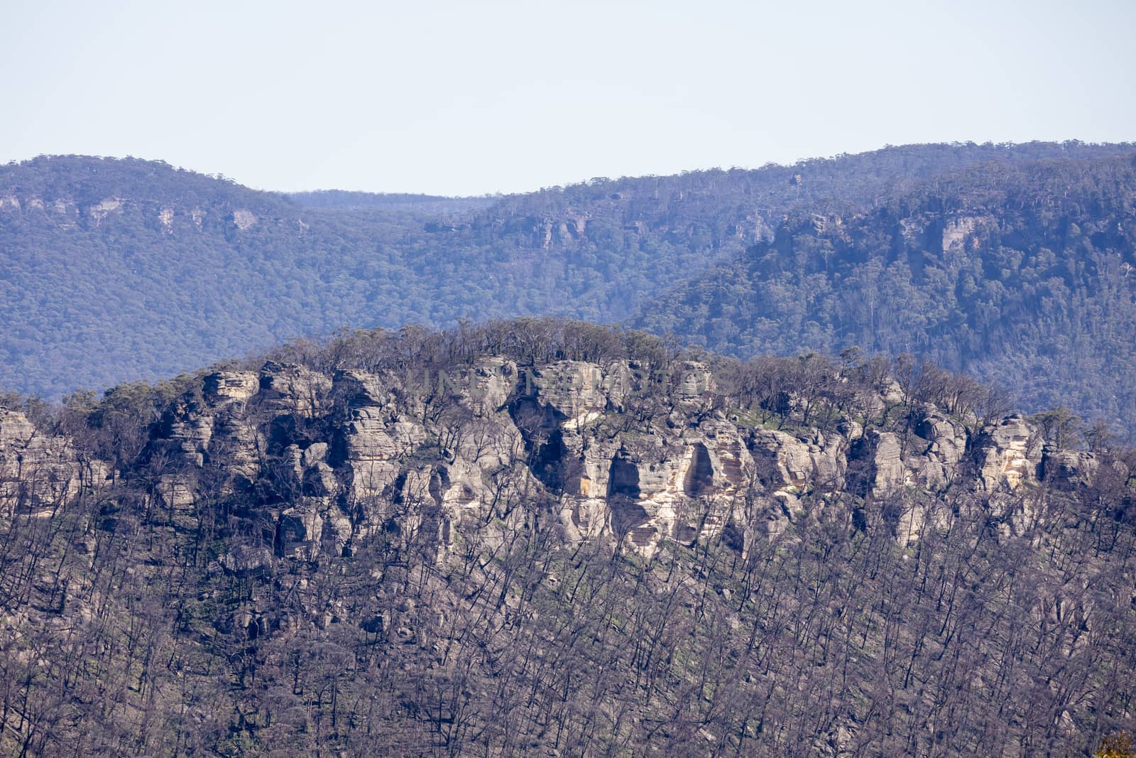 Forest regeneration after bushfires in The Blue Mountains in New South Wales in Australia