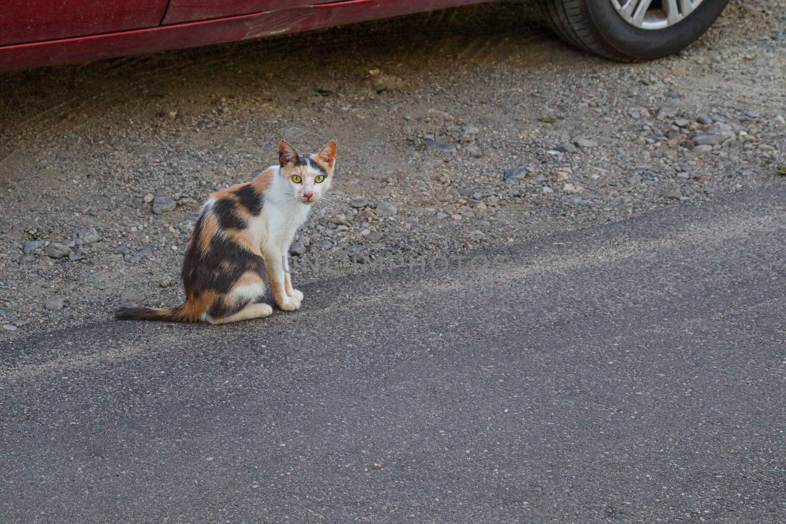street black and brown white stray cat on the asphalt