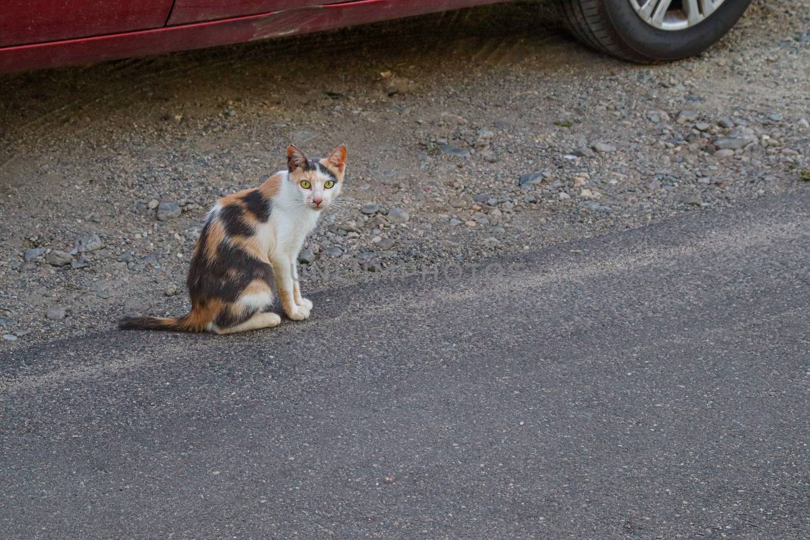 black and white stray cat, street animal with patches on the fur sitting on the asphalt by Andreajk3