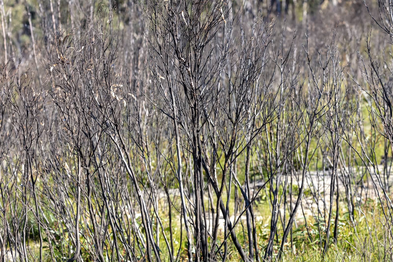 Forest regeneration after bushfires in The Blue Mountains in New South Wales in Australia