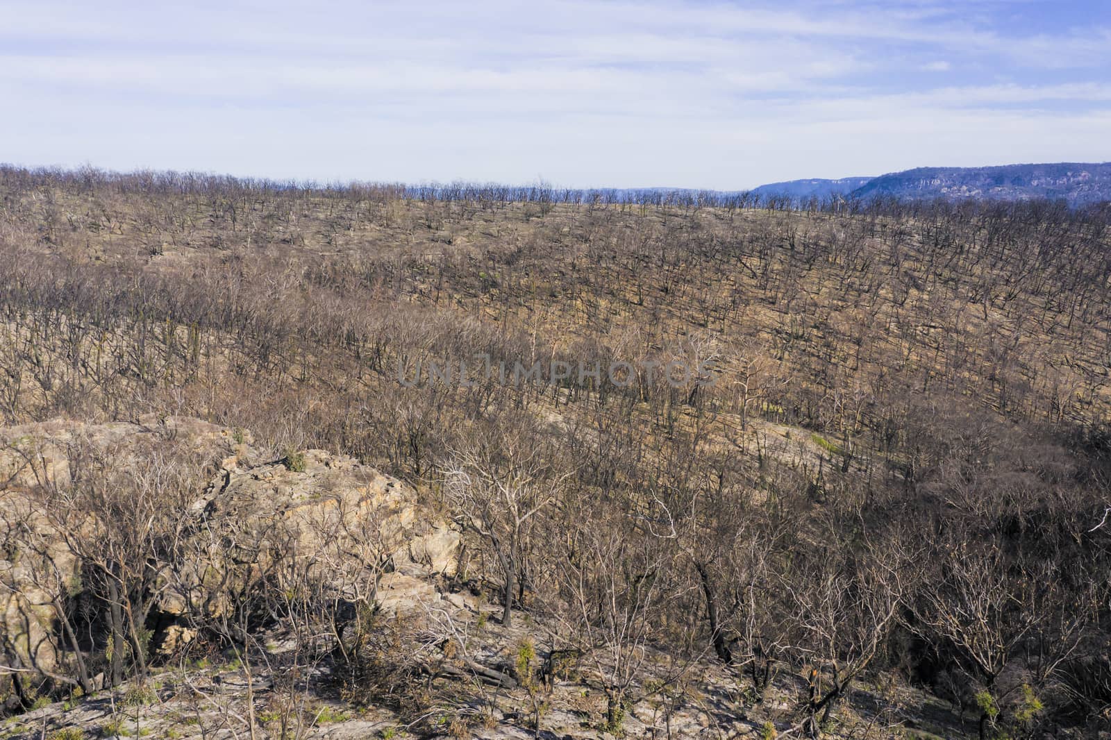 Forest regeneration in The Blue Mountains after the severe bushfires