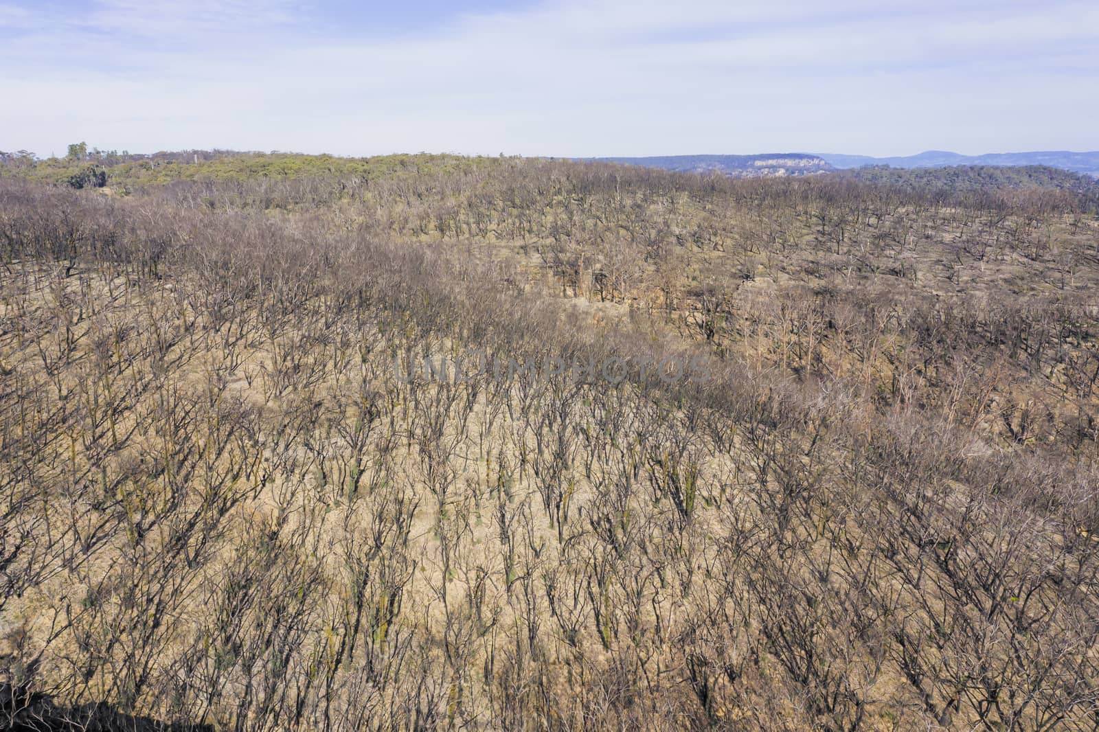 Forest regeneration after bushfire in The Blue Mountains in Australia by WittkePhotos