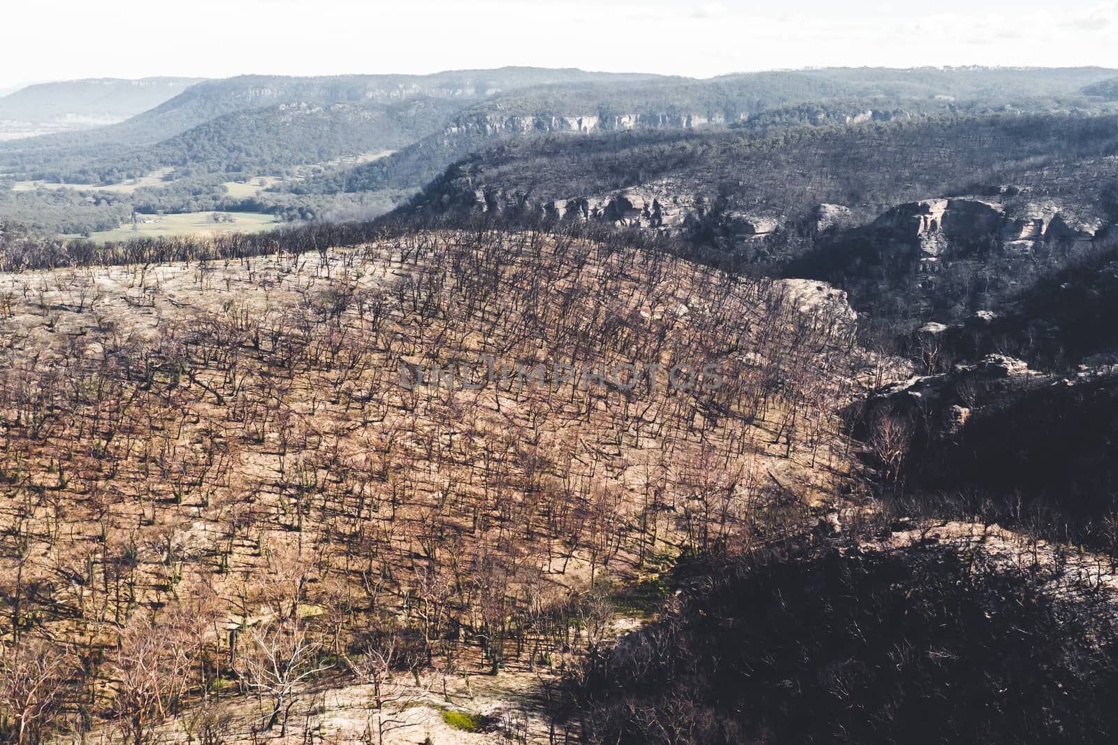 Forest regeneration after bushfire in The Blue Mountains in Australia by WittkePhotos