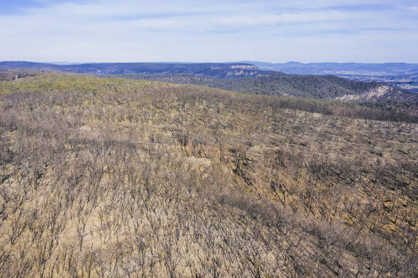 Forest regeneration after bushfire in The Blue Mountains in Australia by WittkePhotos