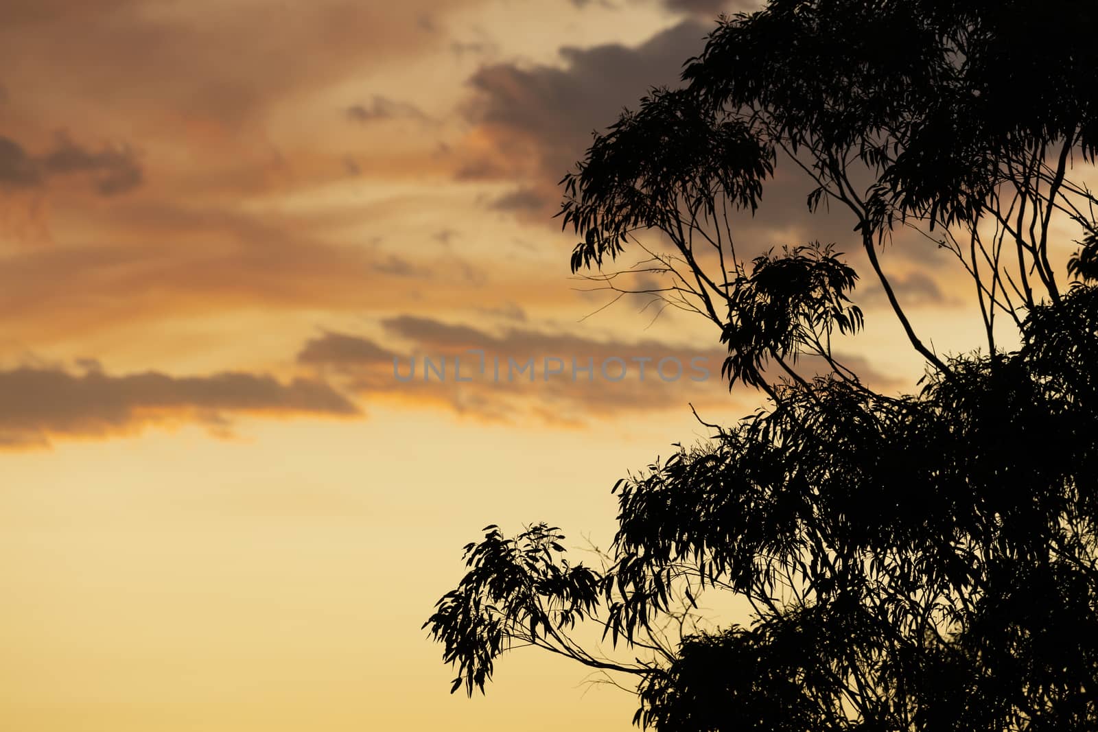 Gum Trees and clouds in bush fire smoke at sunset in The Blue Mountains in Australia