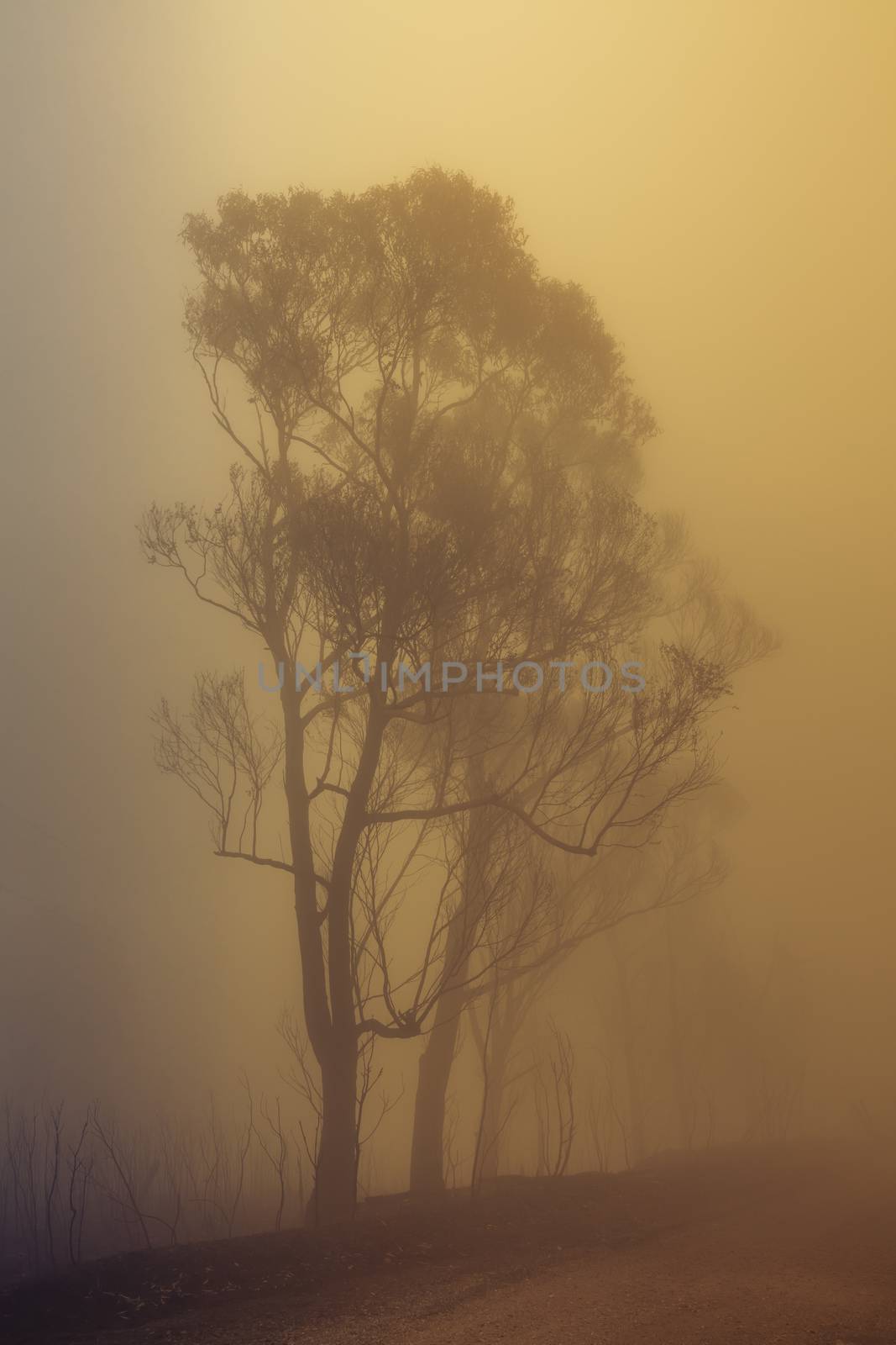 Gum trees in thick fog affected by bushfire in The Blue Mountains in Australia by WittkePhotos