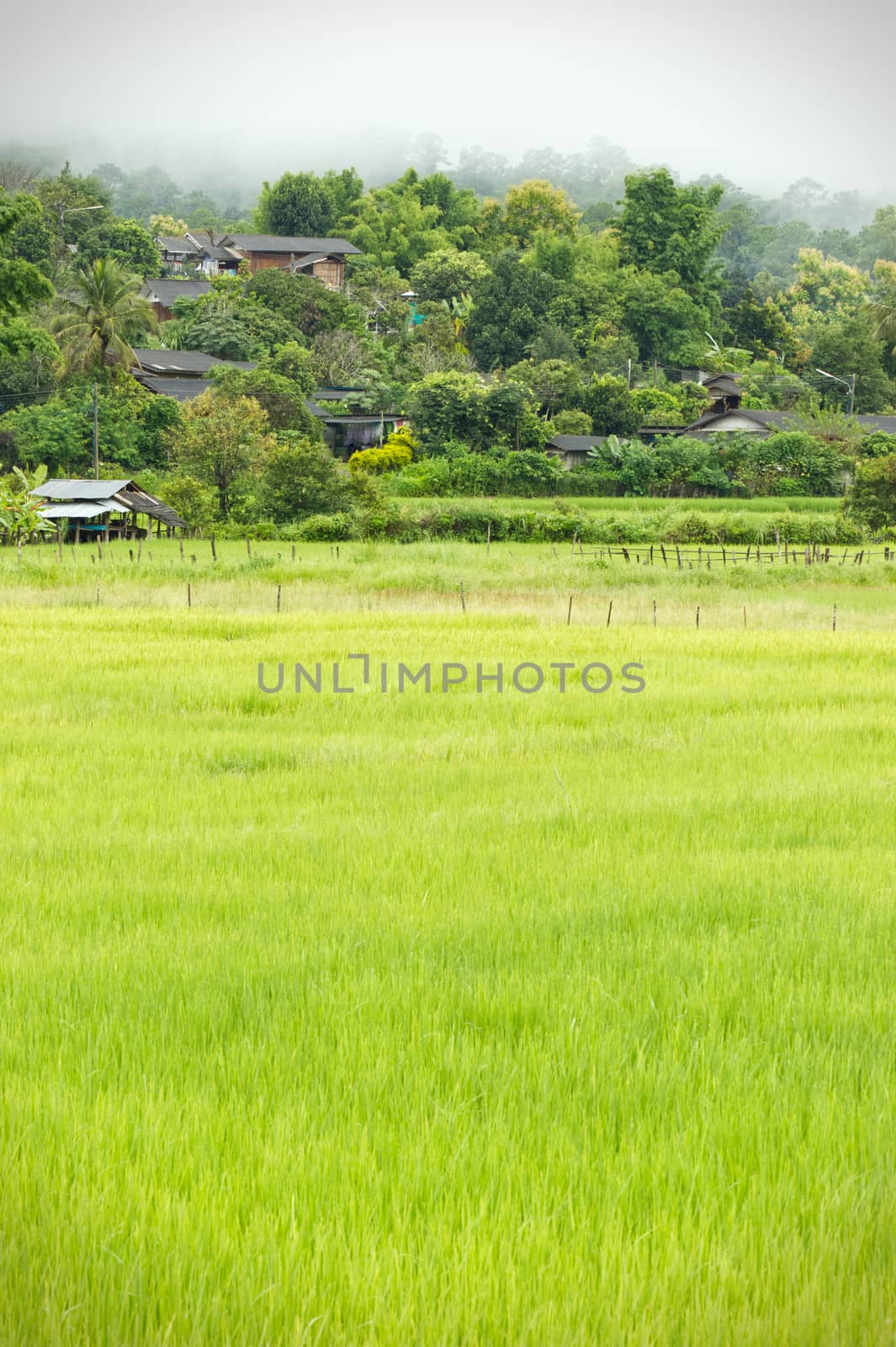 Rural villages of Thailand in the Asian zone and rice fields. by SaitanSainam