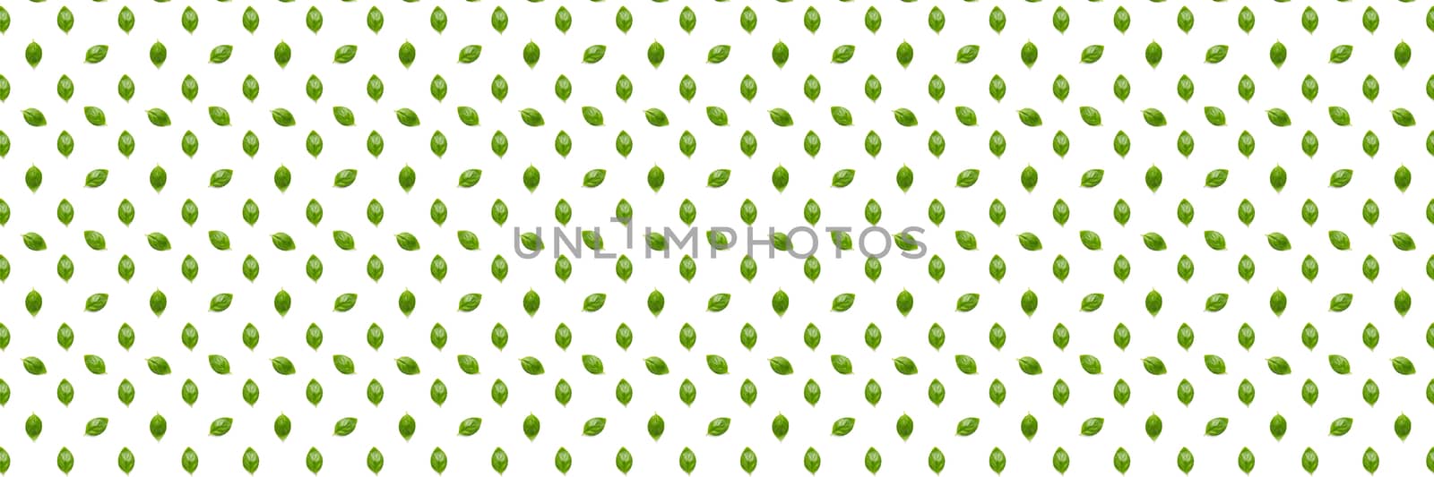 Basil banner. Green leaves of fresh italian basil background on whte backdrop. Basil leaves isolated on white background. flat lay by PhotoTime