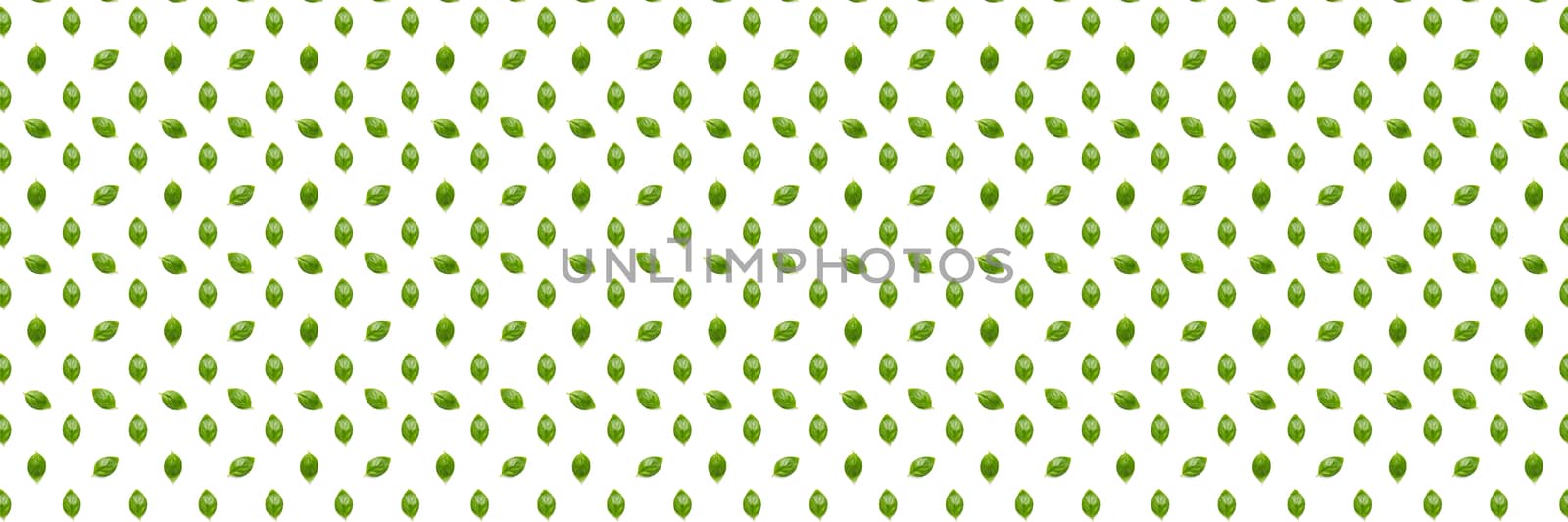 Basil banner. Green leaves of fresh italian basil background on whte backdrop. Basil leaves isolated on white background. Modern background. not pattern