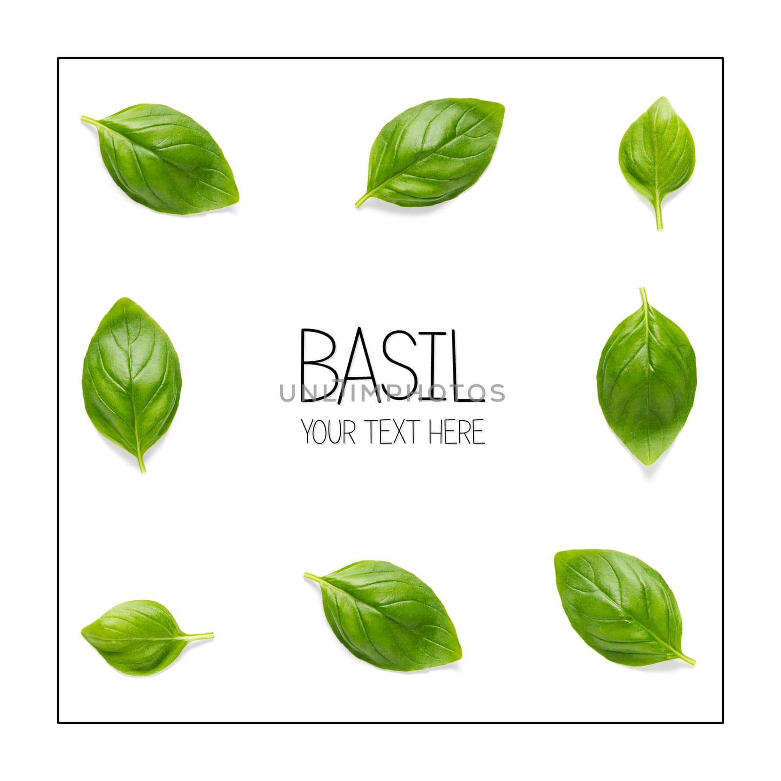 Creative layout with Italian fresh basil leaves. Bunch and single basil leaf composition on white background with sample text. modern basil flat lay template. Healthy eating and dieting food concept