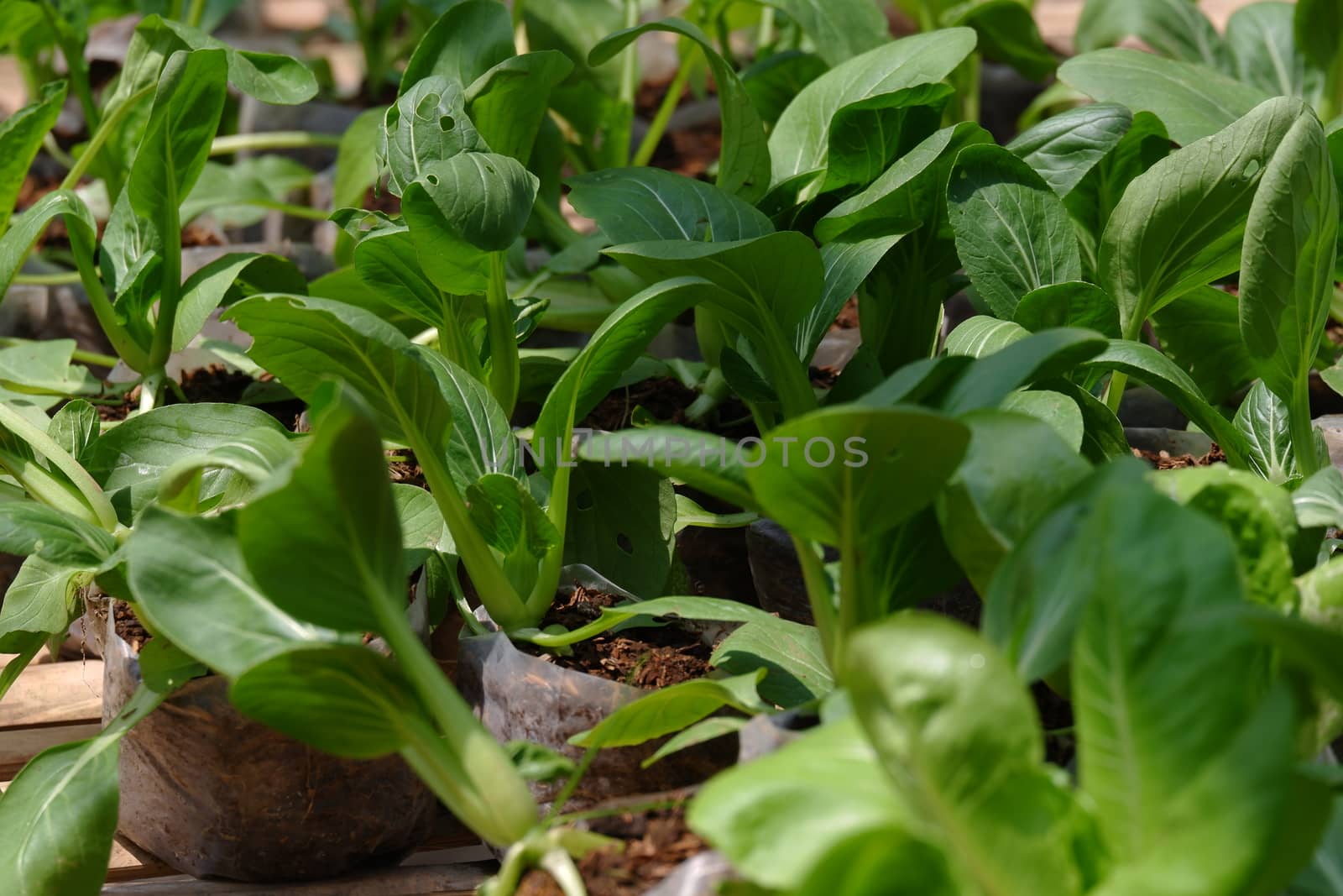 close up image of fresh green pak choy by pengejarsenja