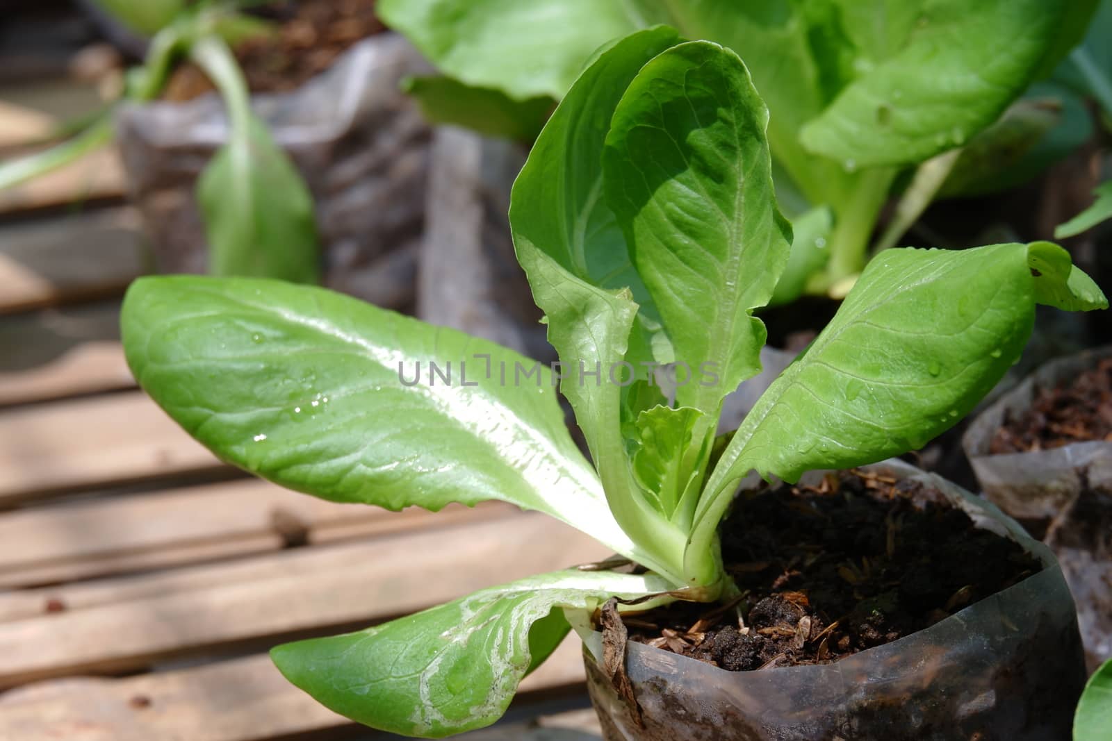 close up image of fresh green pak choy by pengejarsenja