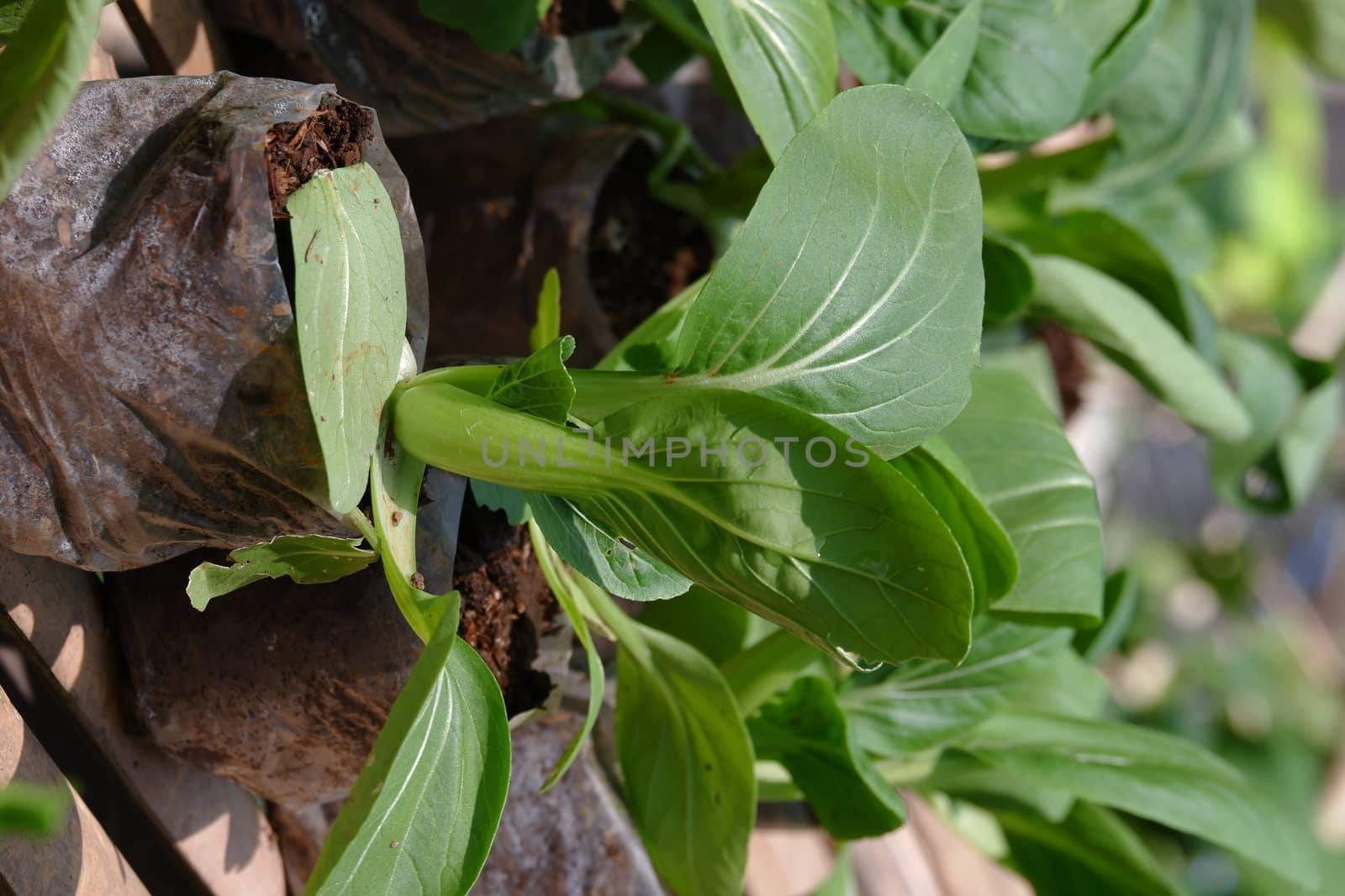 close up image of fresh green pak choy / bok choy planted in the garden using polybags and ready to be harvested as food ingredients