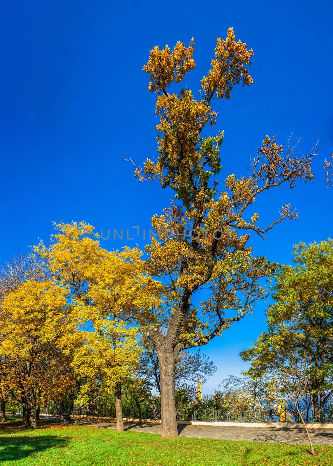 Shevchenko Park in Odessa, Ukraine by Multipedia