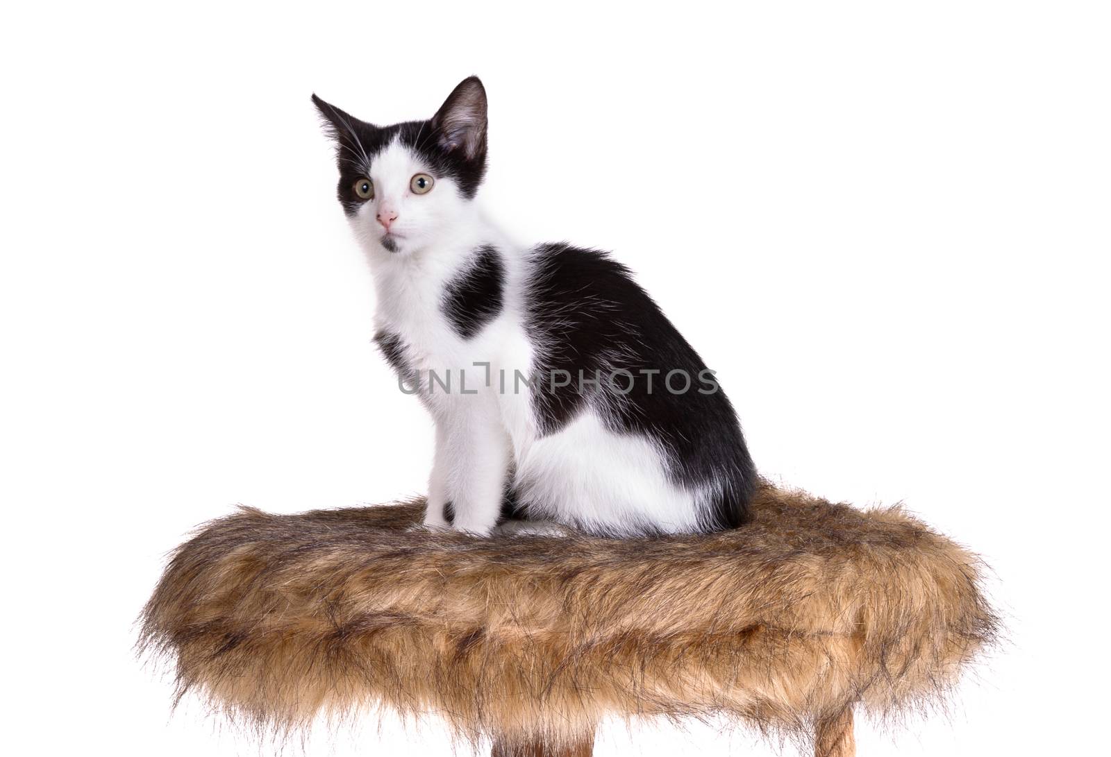 Black and white kitten on a modern scratch pole by michaklootwijk