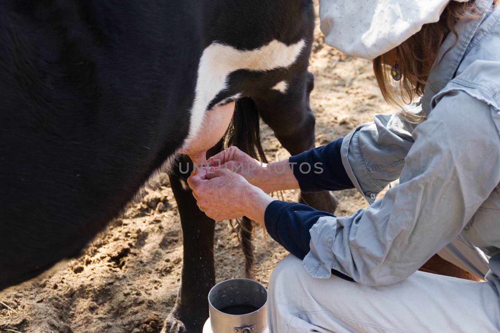 rural working woman milking the cows