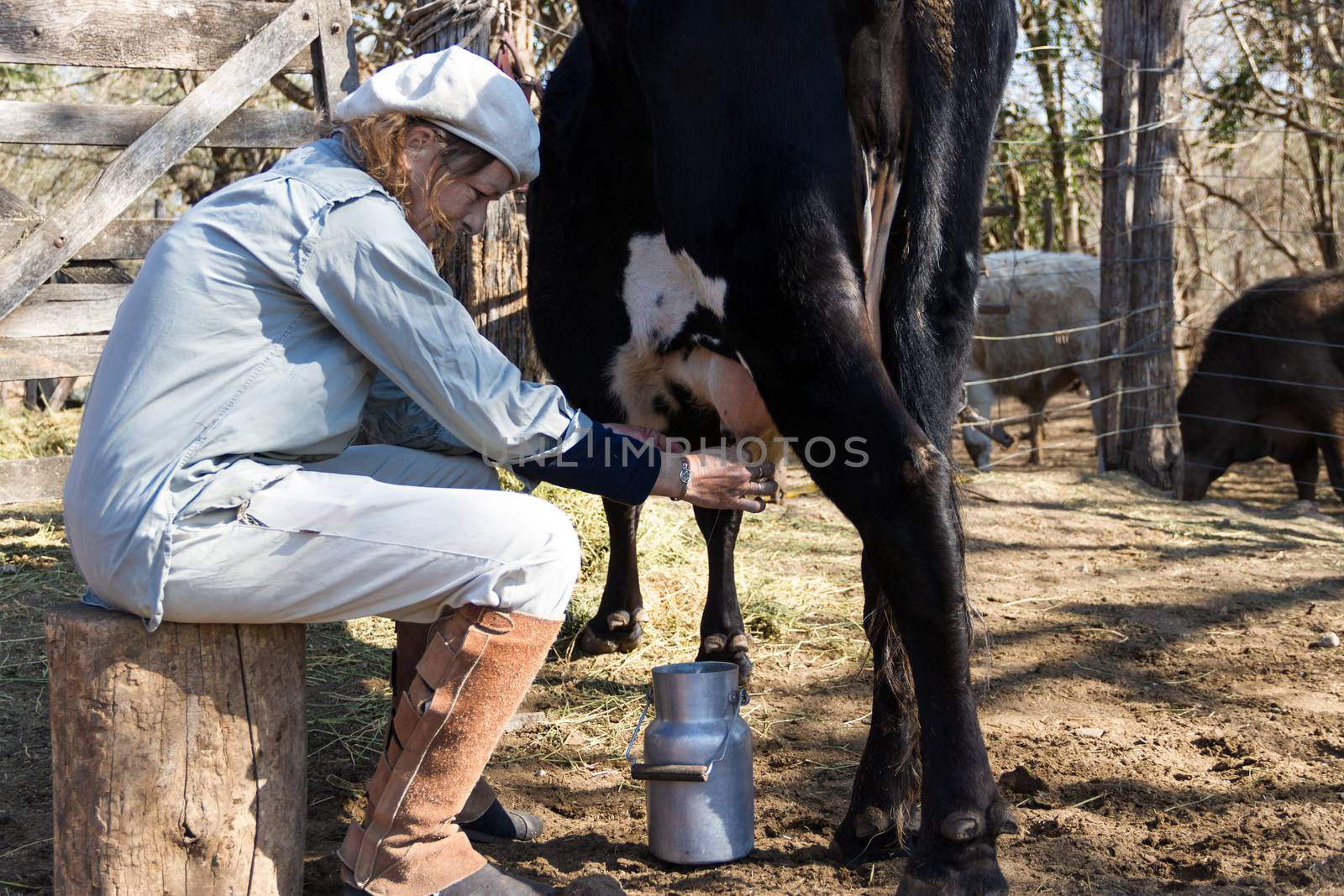 rural working woman milking the cows by GabrielaBertolini