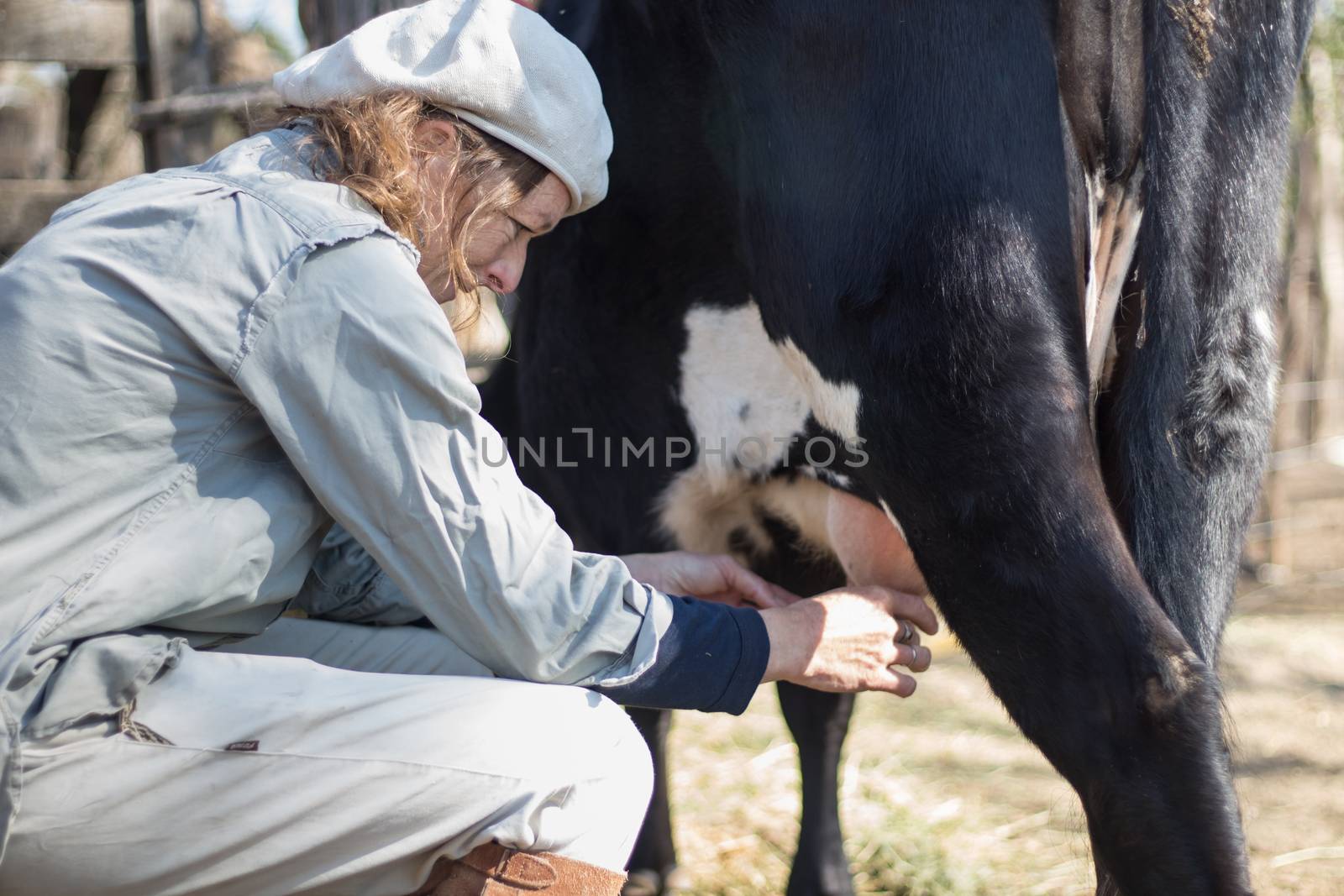 rural working woman milking the cows