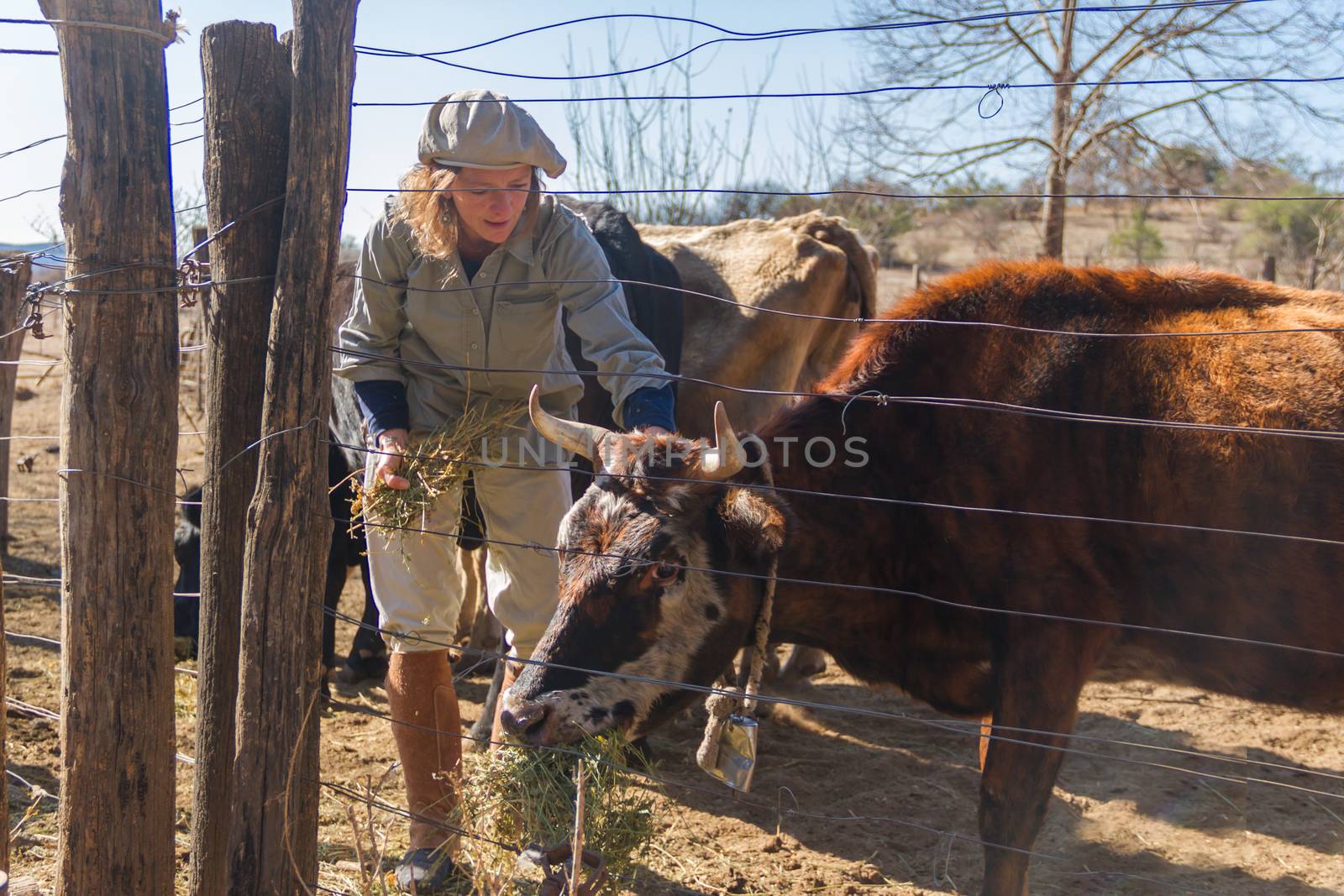 rural woman feeding a cow with alfalfa in the field pen