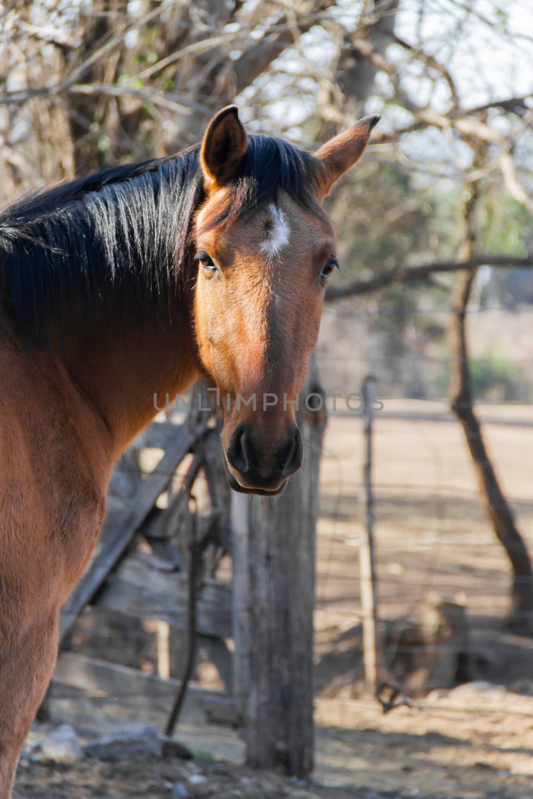 portrait of brown horse in the field by GabrielaBertolini
