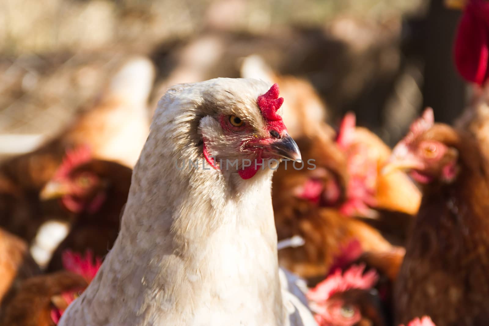 white brahma hen with feathers on the feet in the henhouse by GabrielaBertolini