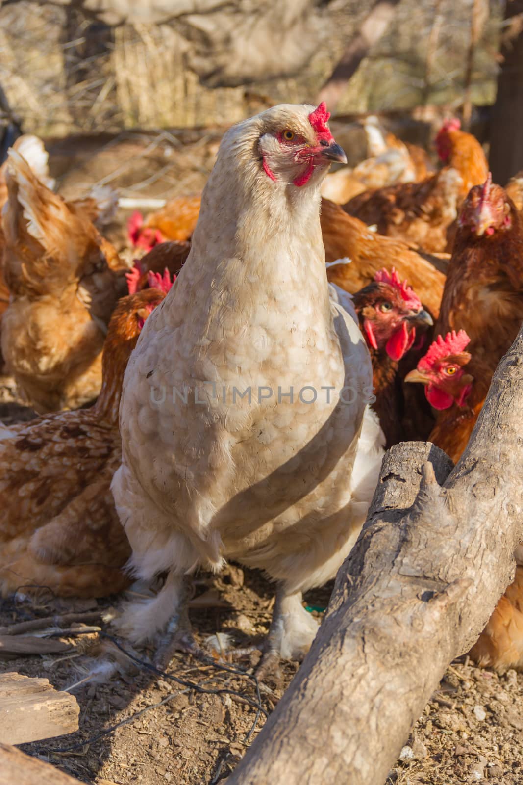 white brahma hen with feathers on the feet in the henhouse