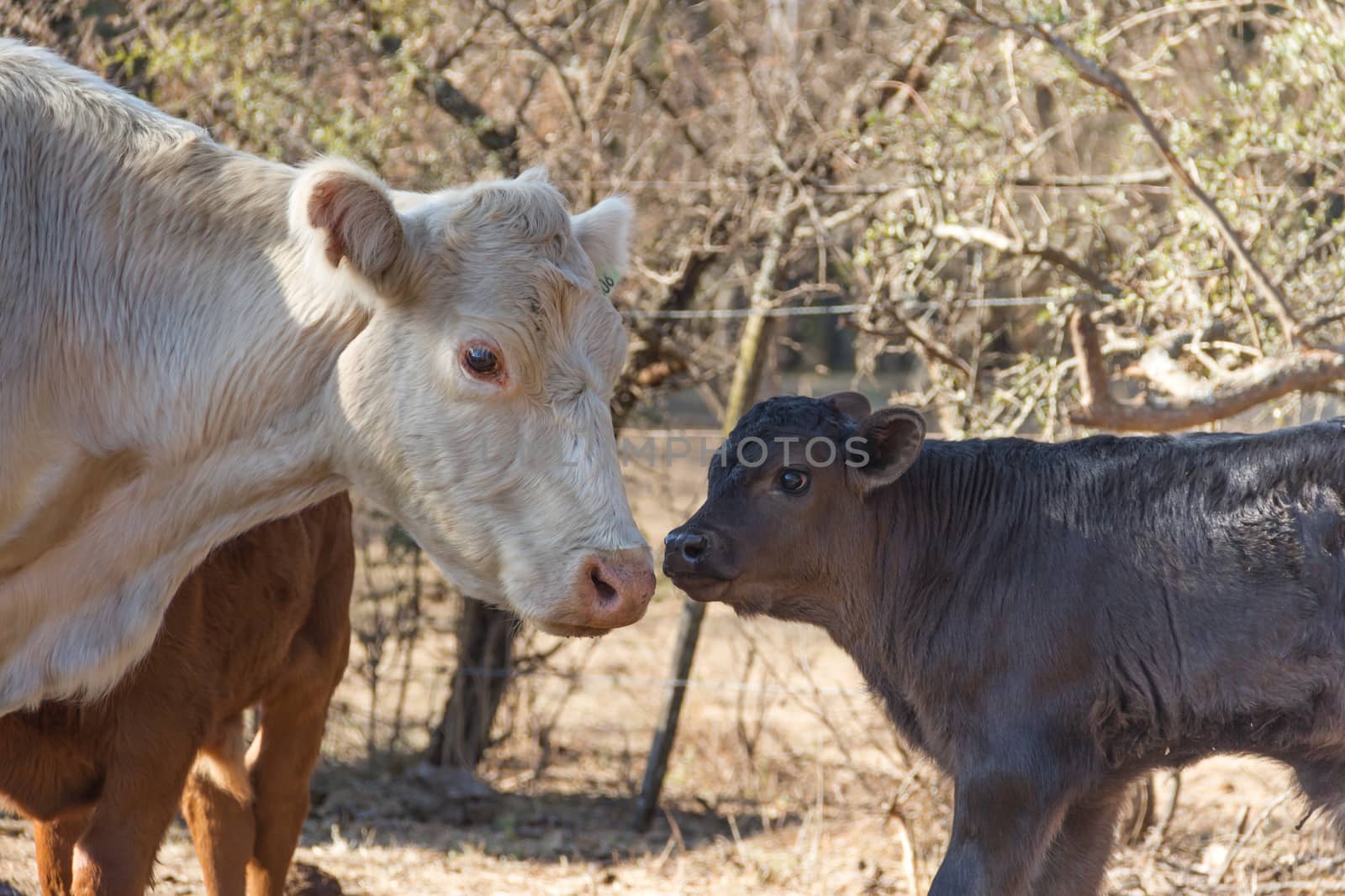 brangus cows and calves in the Argentine countryside