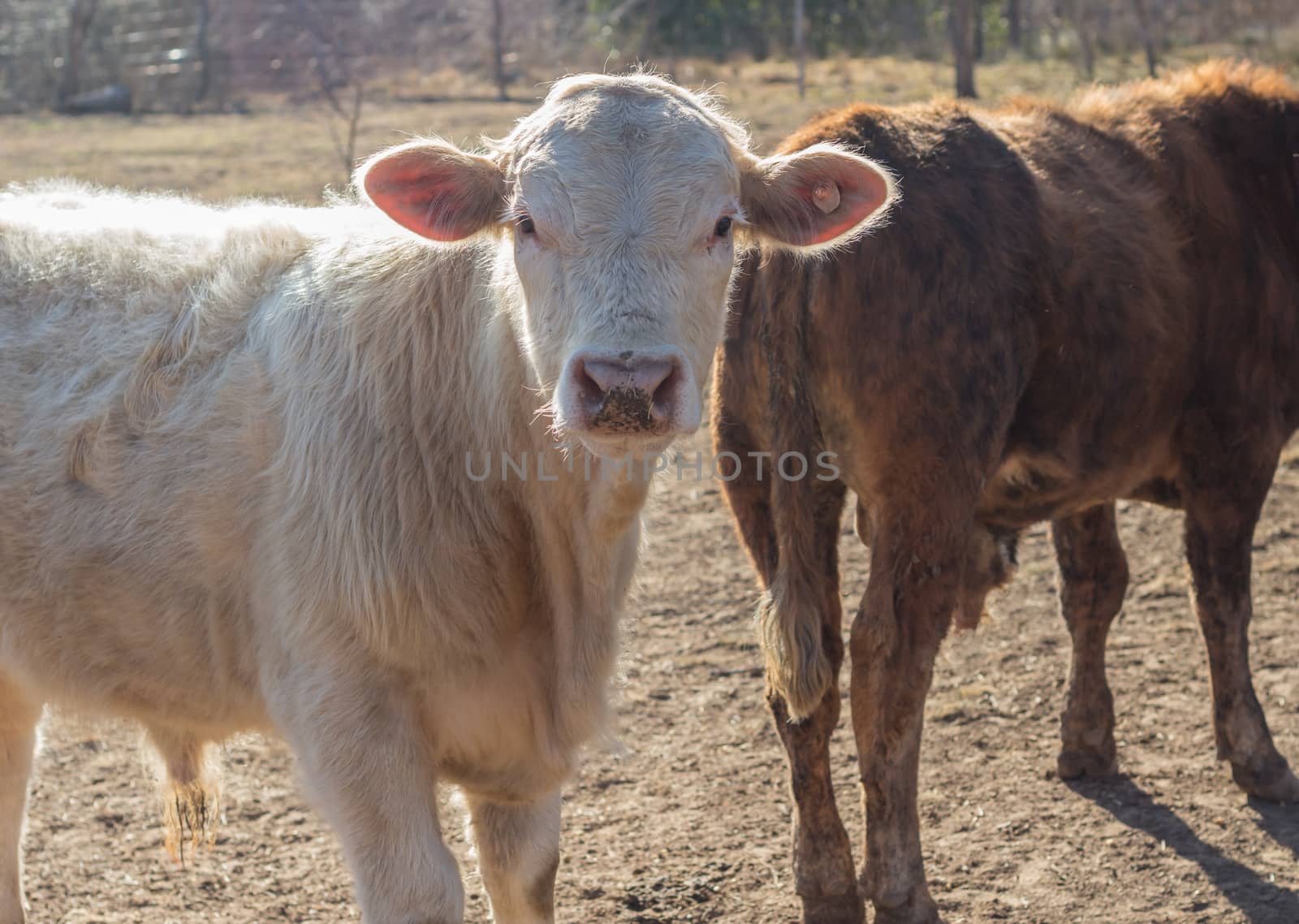 brangus cows and calves in the Argentine countryside