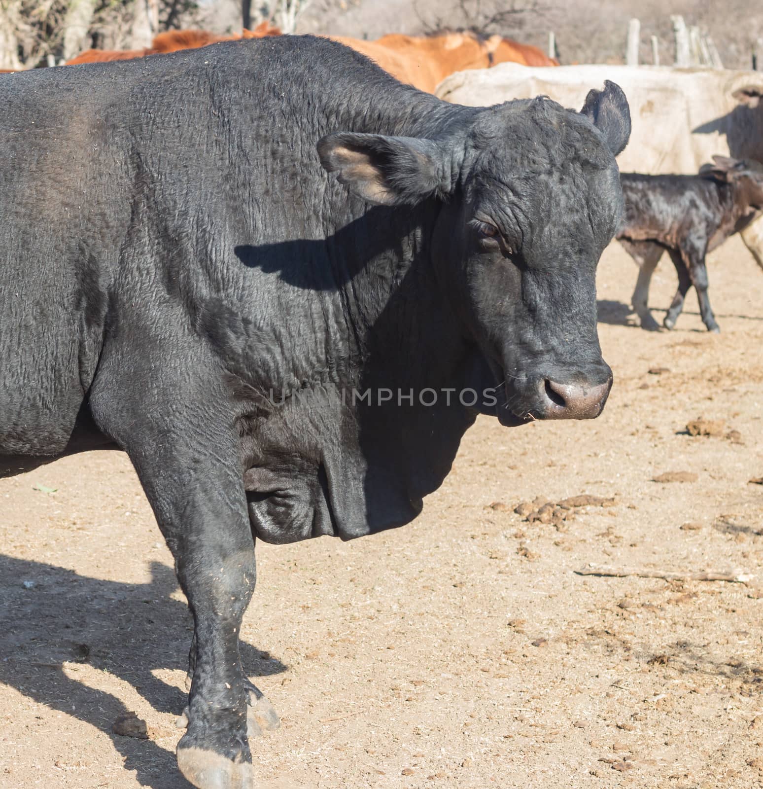 black bull brangus in the Argentine countryside